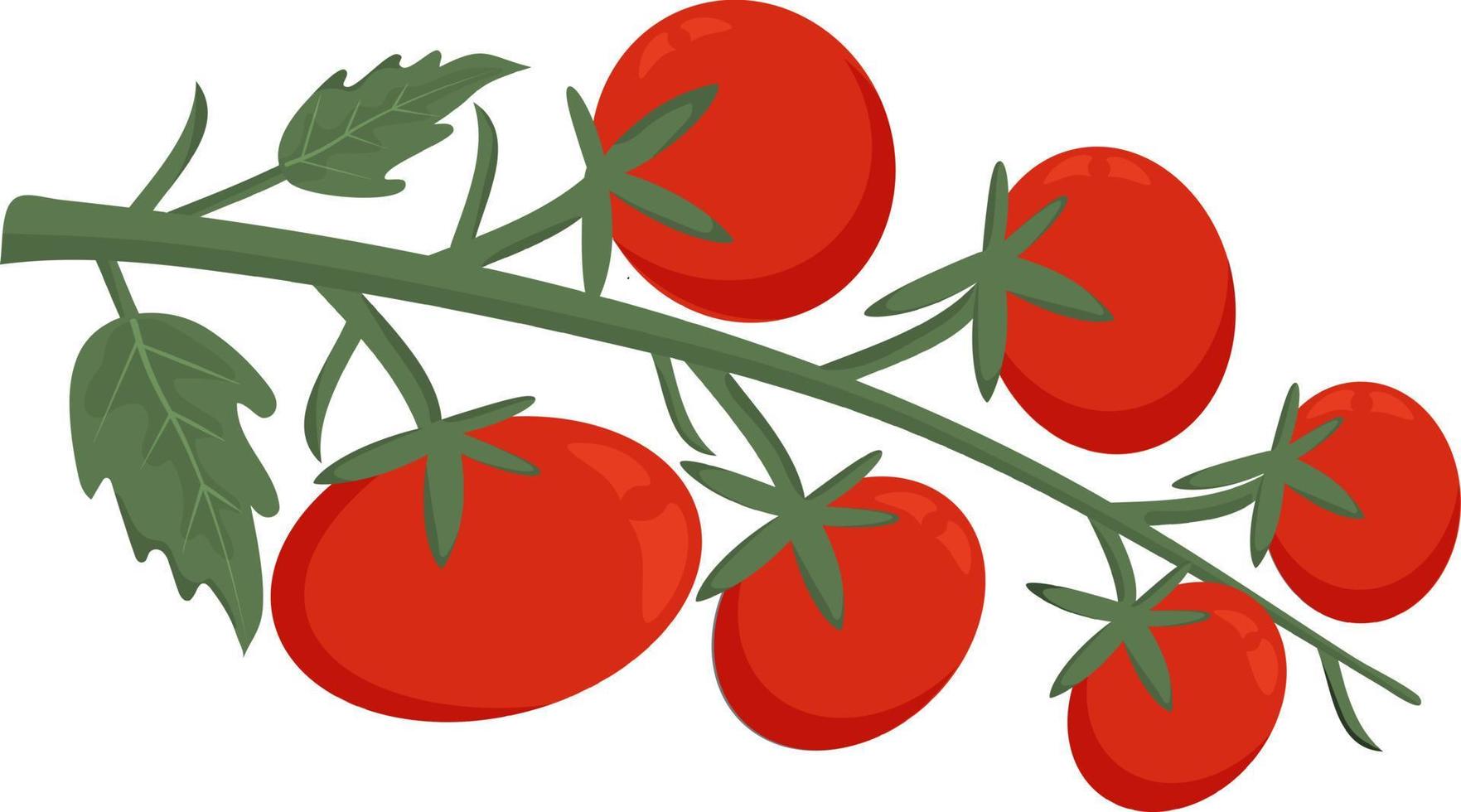 Branch of red tomatoes. Red ripe vegetables on white background. Fresh vegetables, healthy vegetarian food, harvest time. vector
