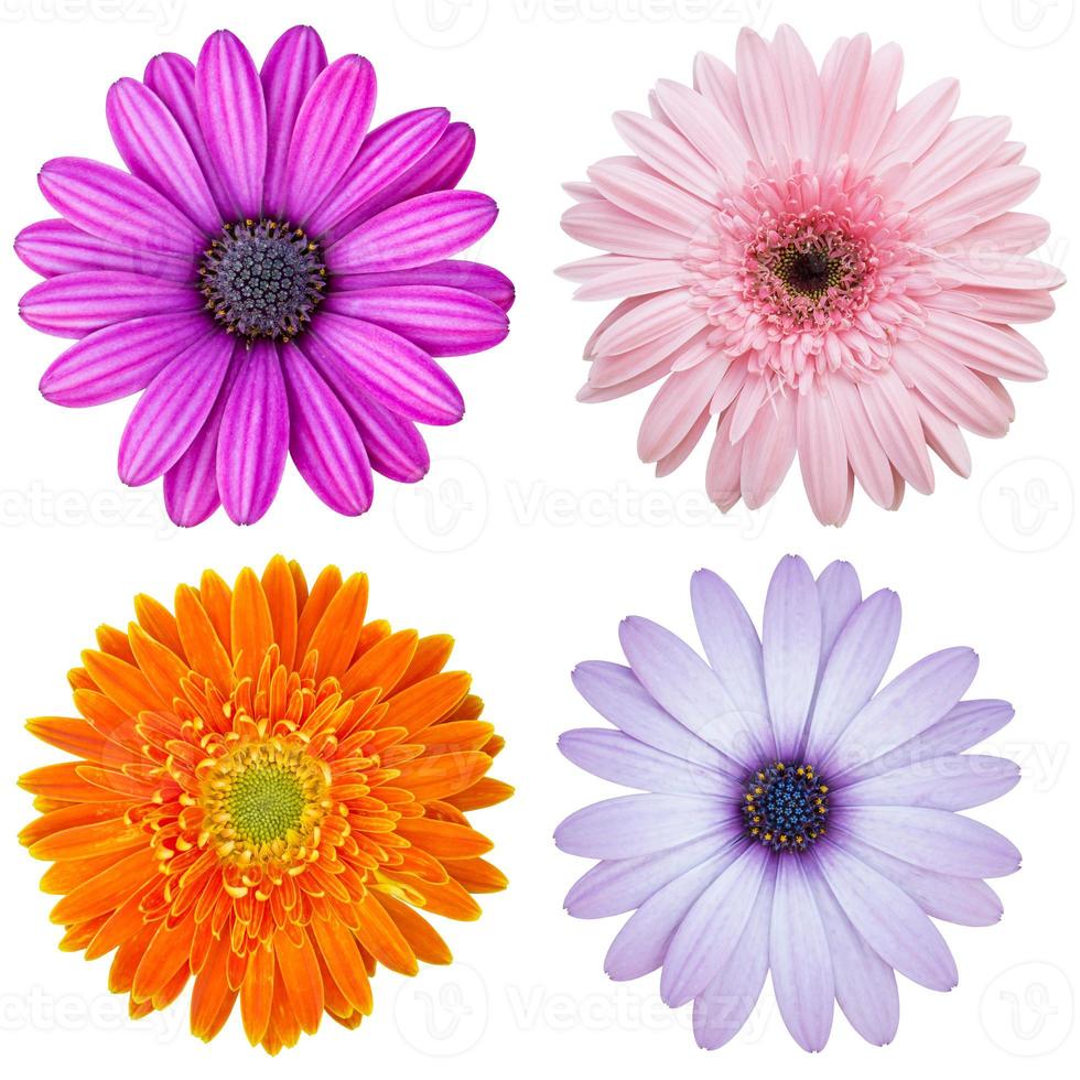 set of colorful flower isolated on white with clipping path photo