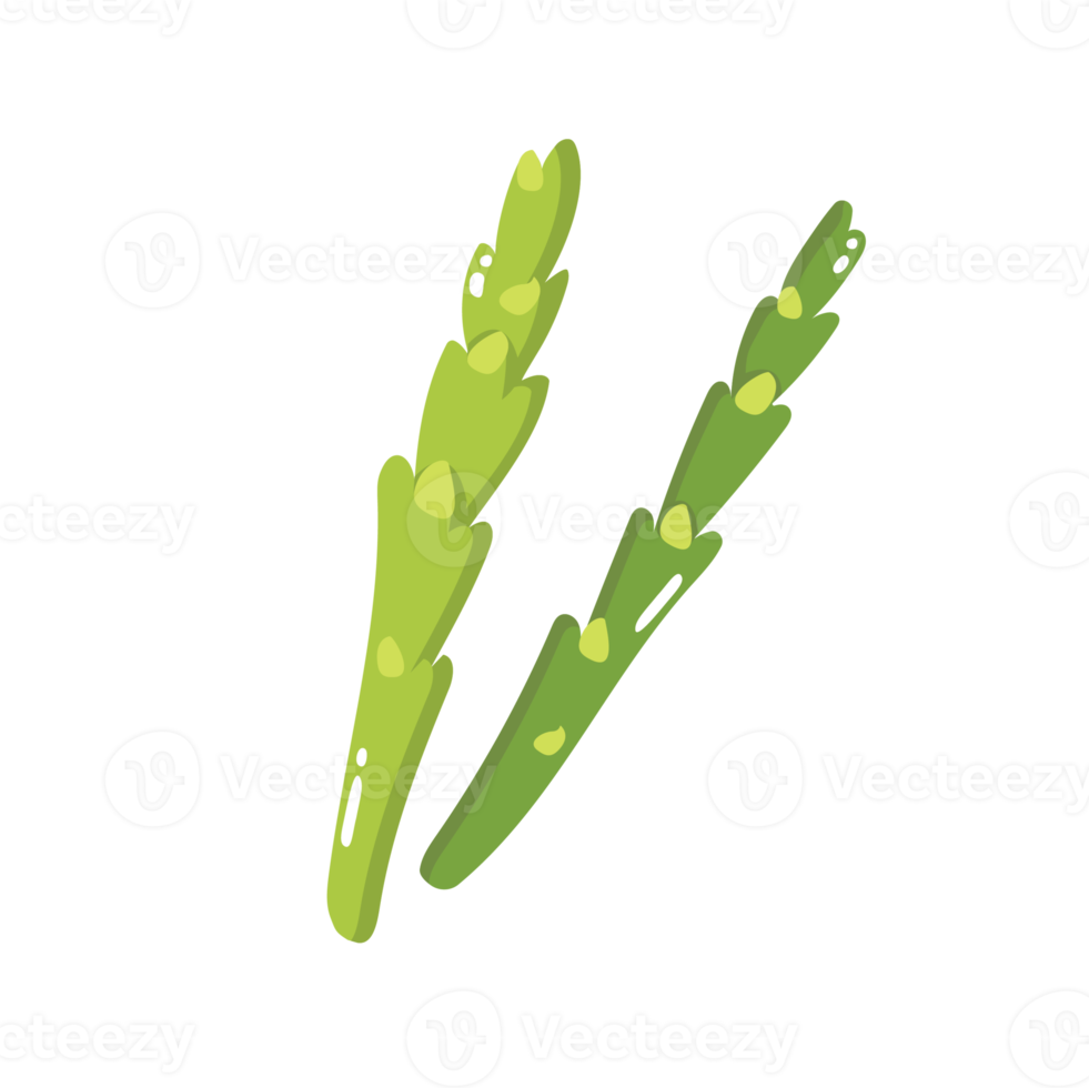 Asparagus Vegetable 2D Illustration 10225635 PNG