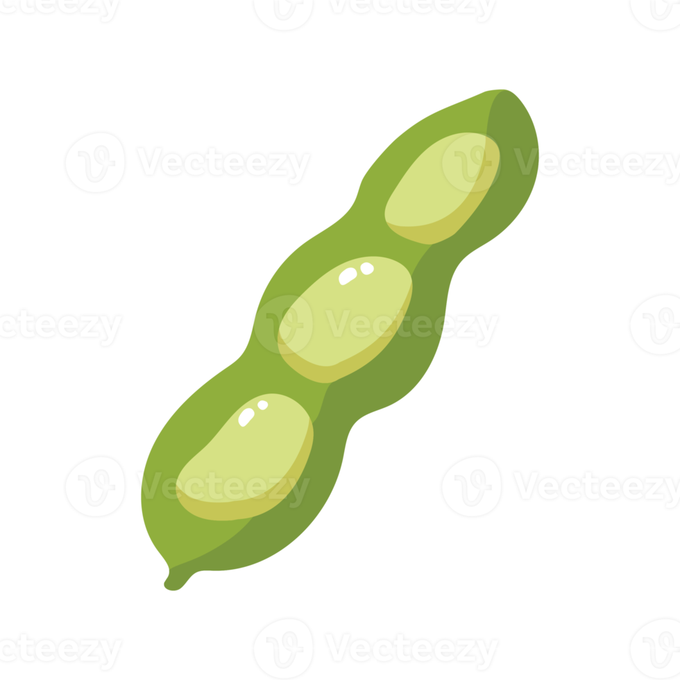 Fava Beans Vegetable 2D Illustration png