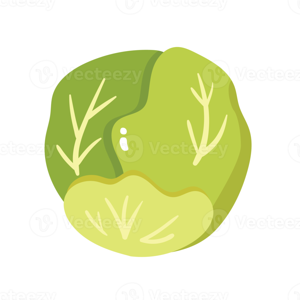 Cabbage Vegetable 2D Illustration png