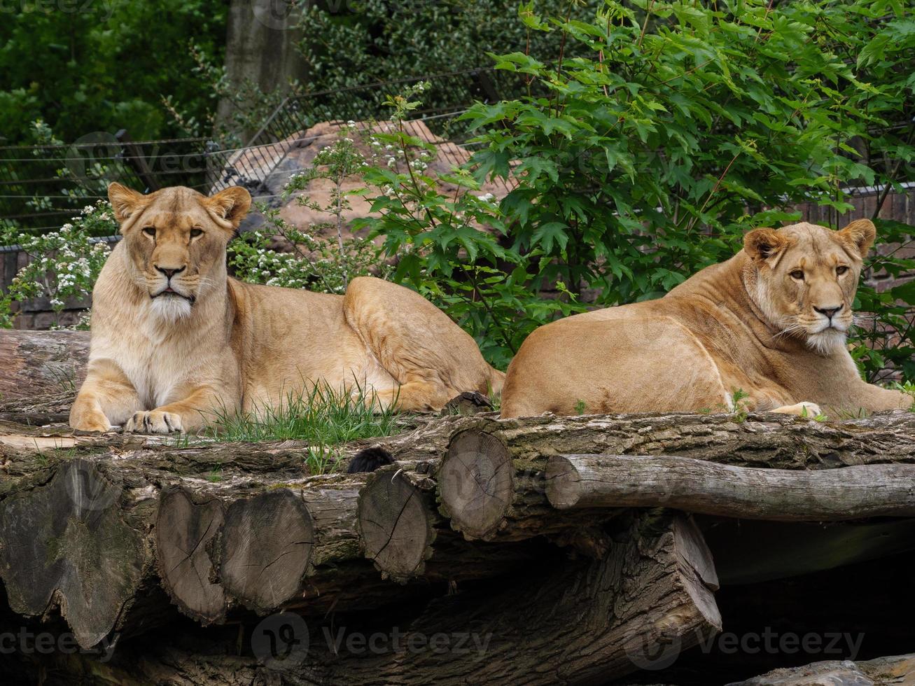 animales en el zoológico foto