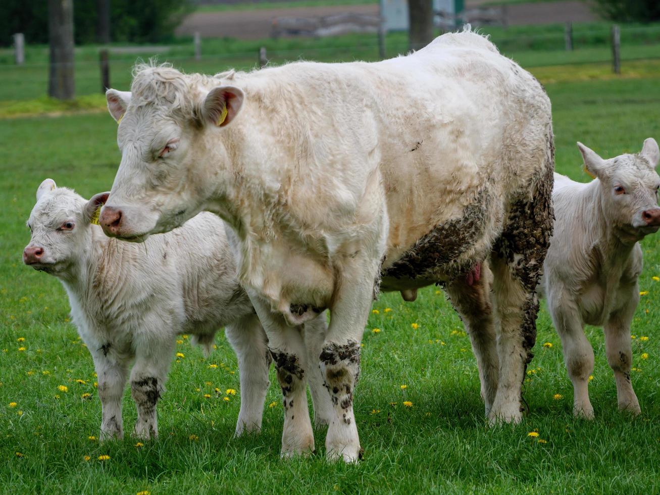 white cows in westphalia photo