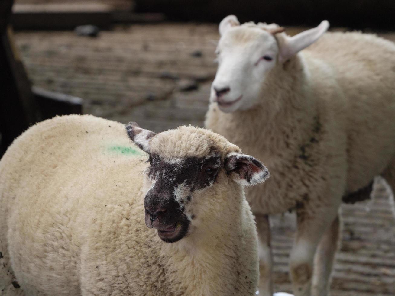 sheeps on a field in germany photo