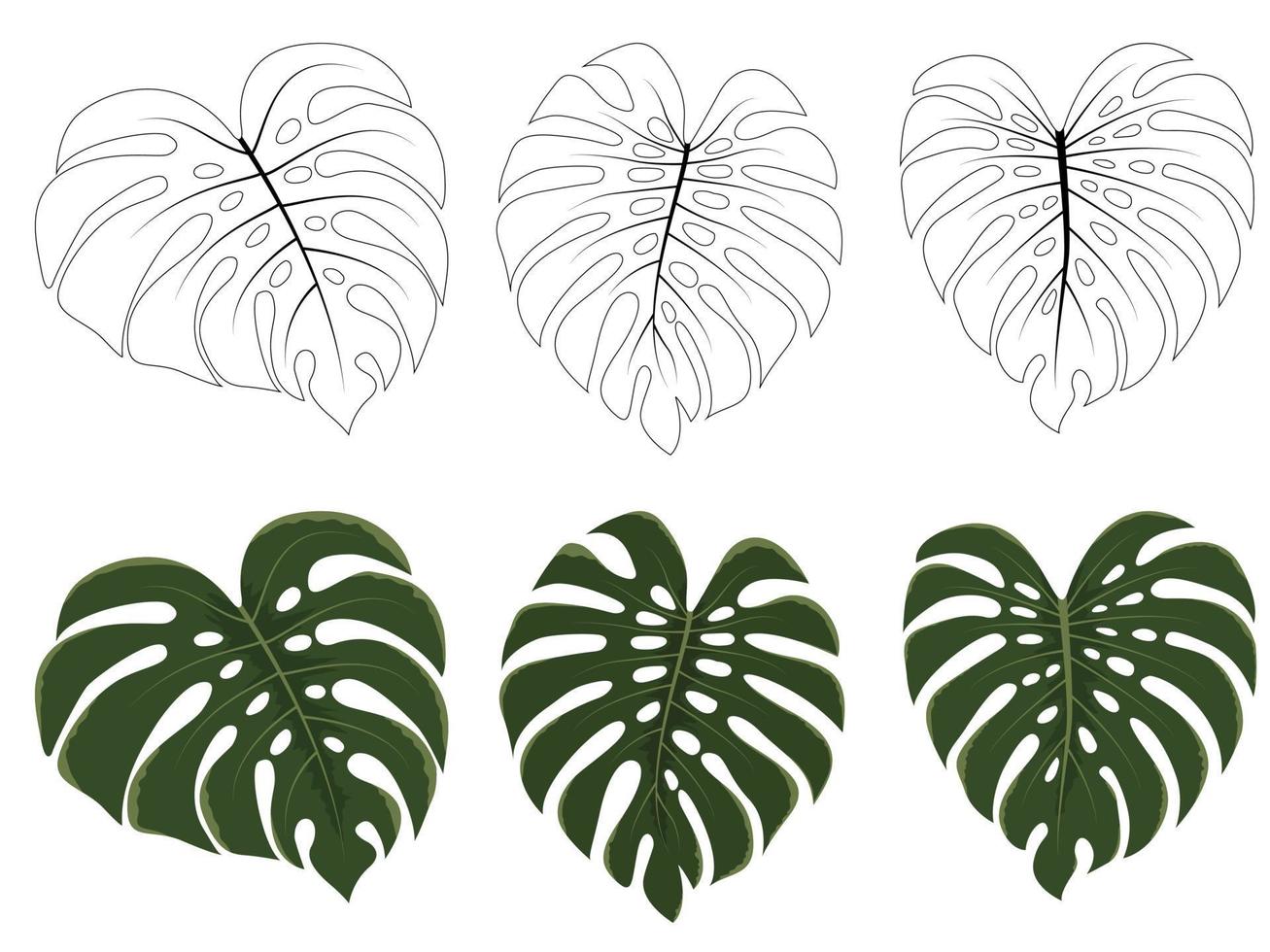 tropical forest Monstera leaves vector