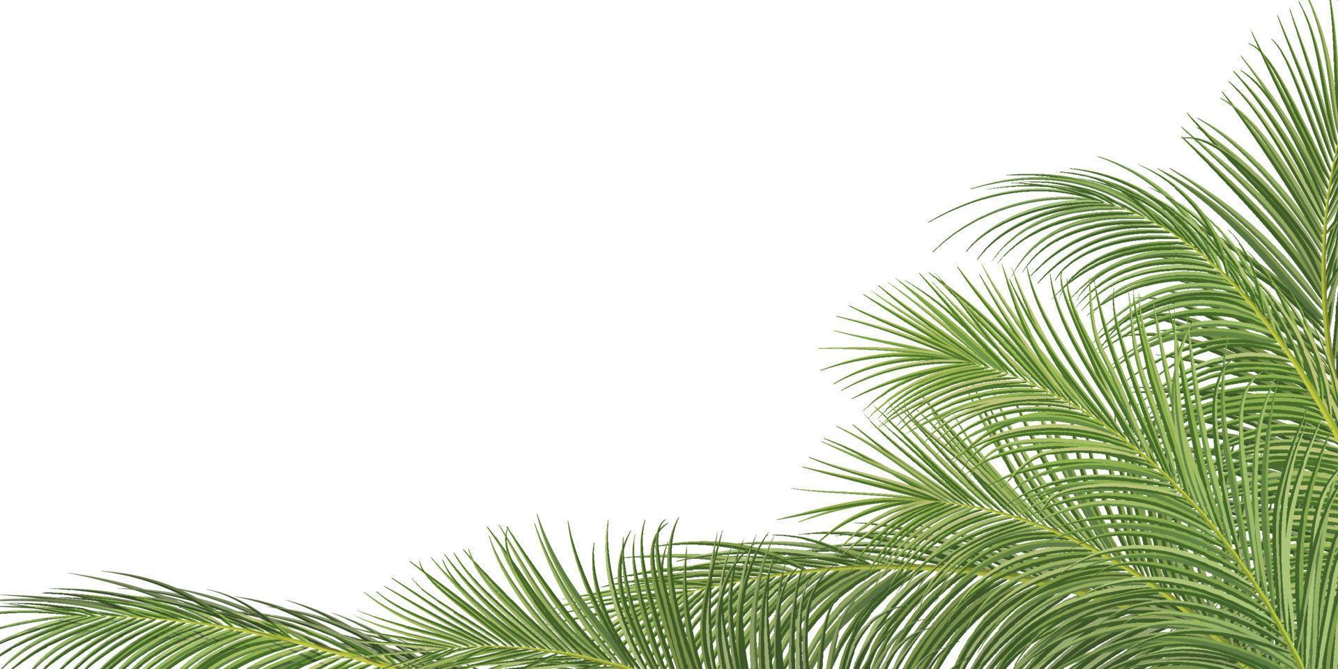 palm branch, coconut leaf, tropical plant vector