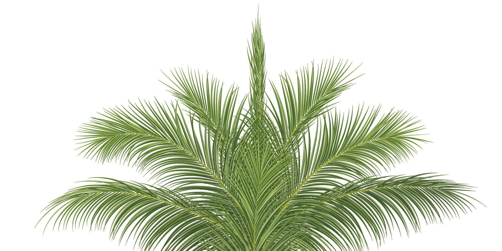 palm branch, coconut leaf, tropical plant vector