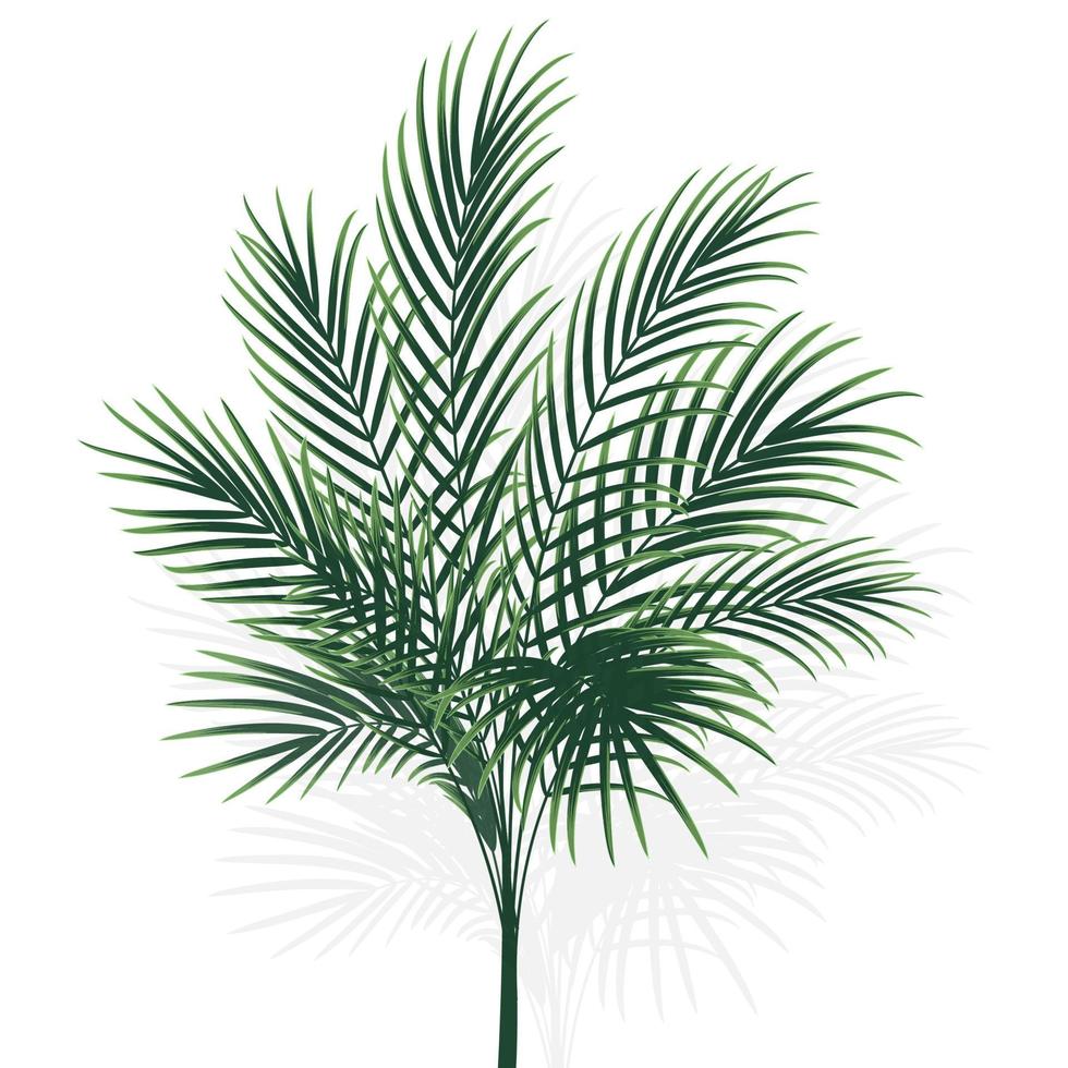 palmera aislada en blanco vector