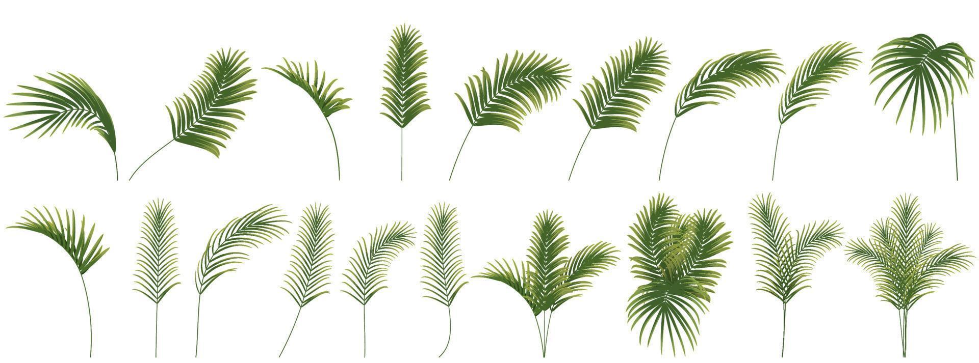 palm branch, coconut leaf, tropical plant vector