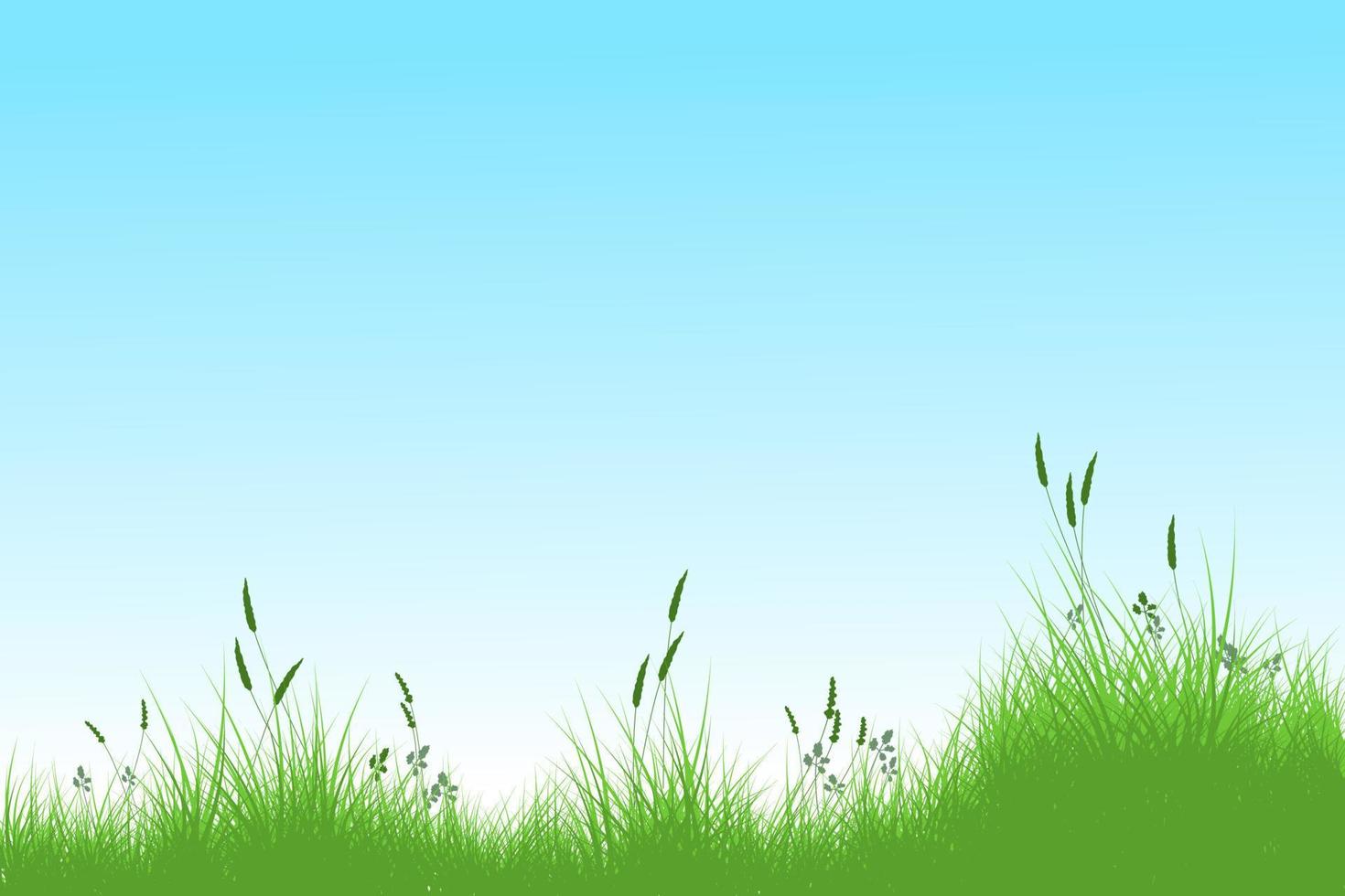 hierba de verano y cielo azul. campo de hierba de cañas vector