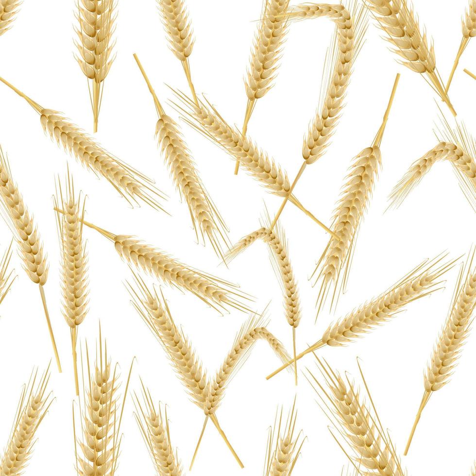 Yellow wheat ears isolated on white background vector