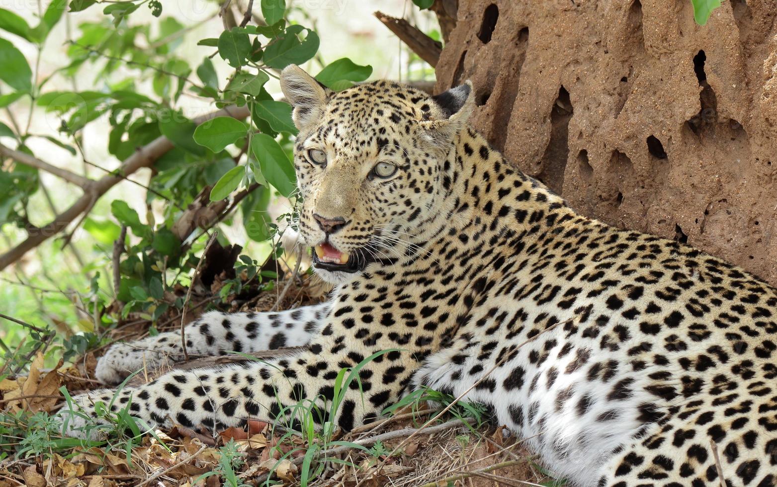 A close-up photo of a young leopard relaxing in the shade of an anthill in the Sabi Sands game reserve.