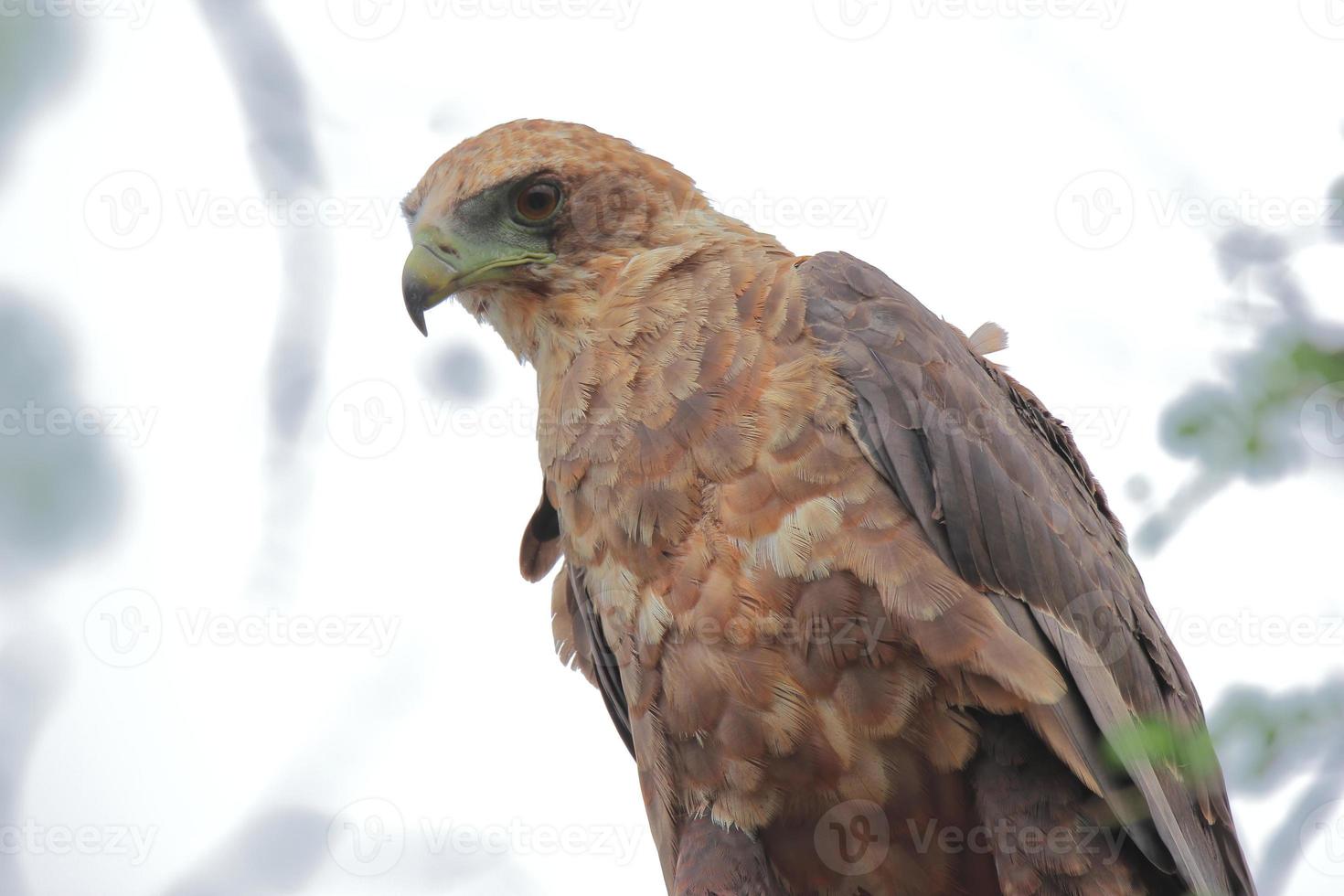 A close-up photo of a Wahlberg's eagle, somewhere in the Sabi Sands game reserve, South Africa.