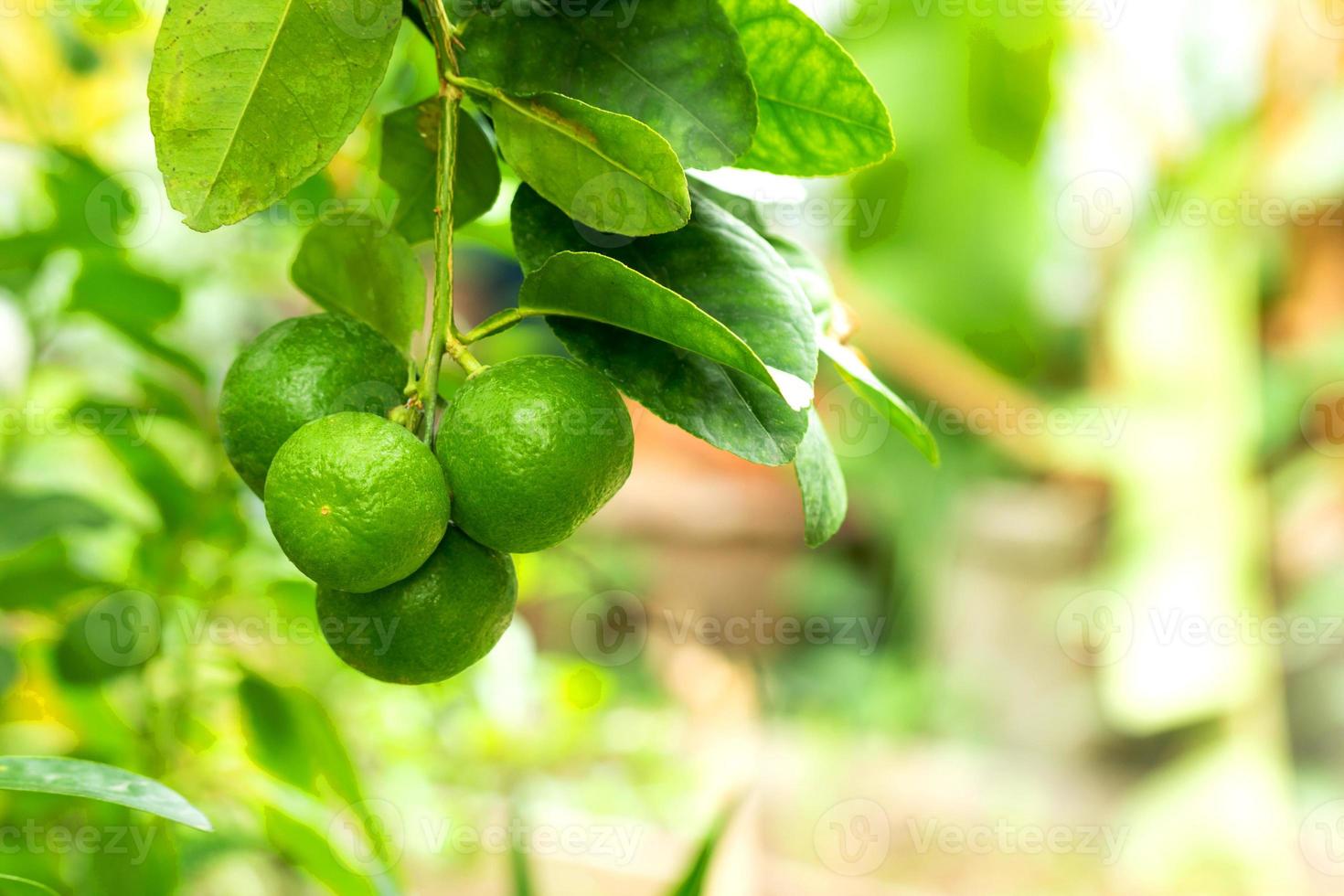 lime on tree green blurry background photo