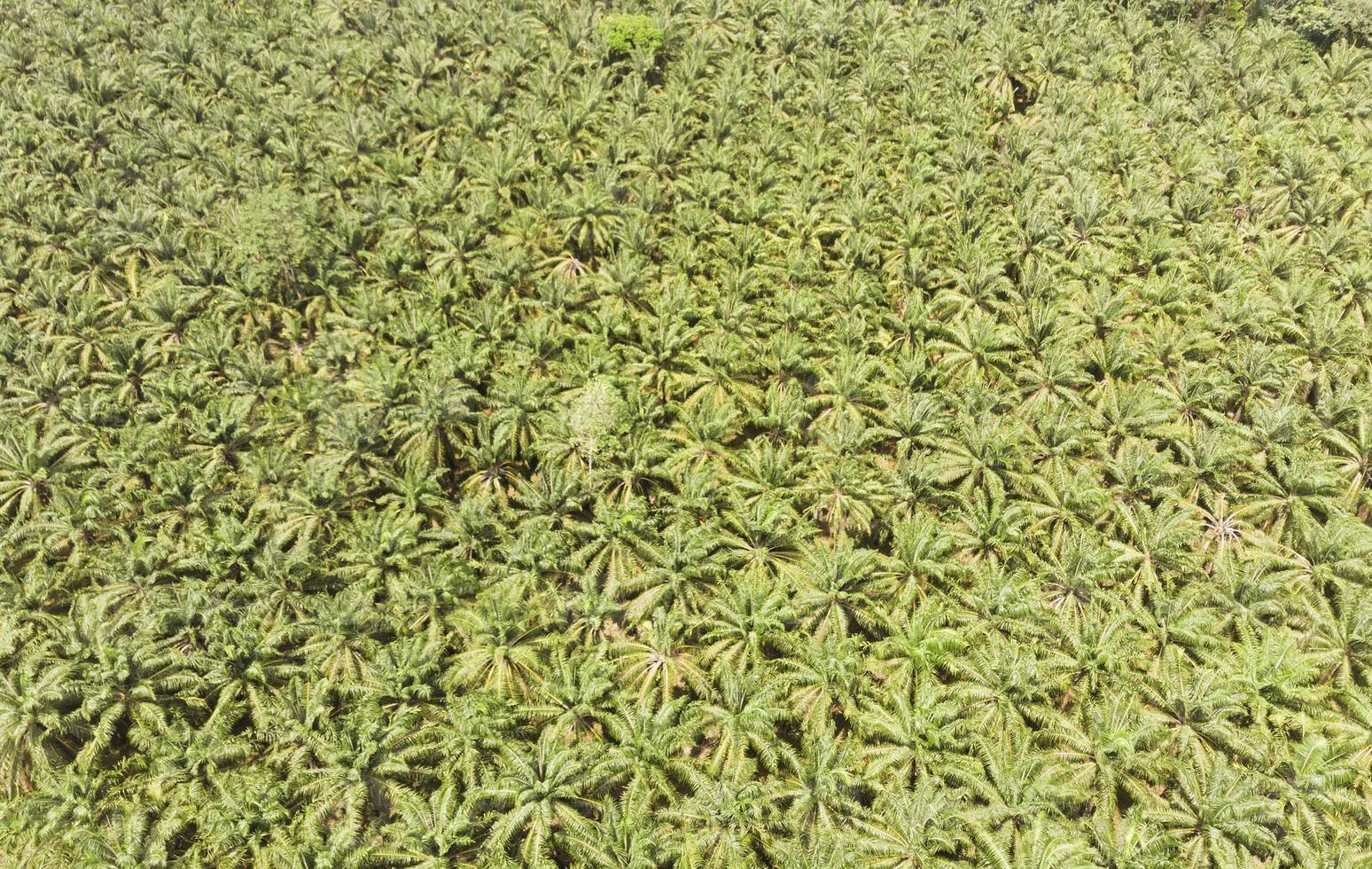 palm plantation aerial view photo