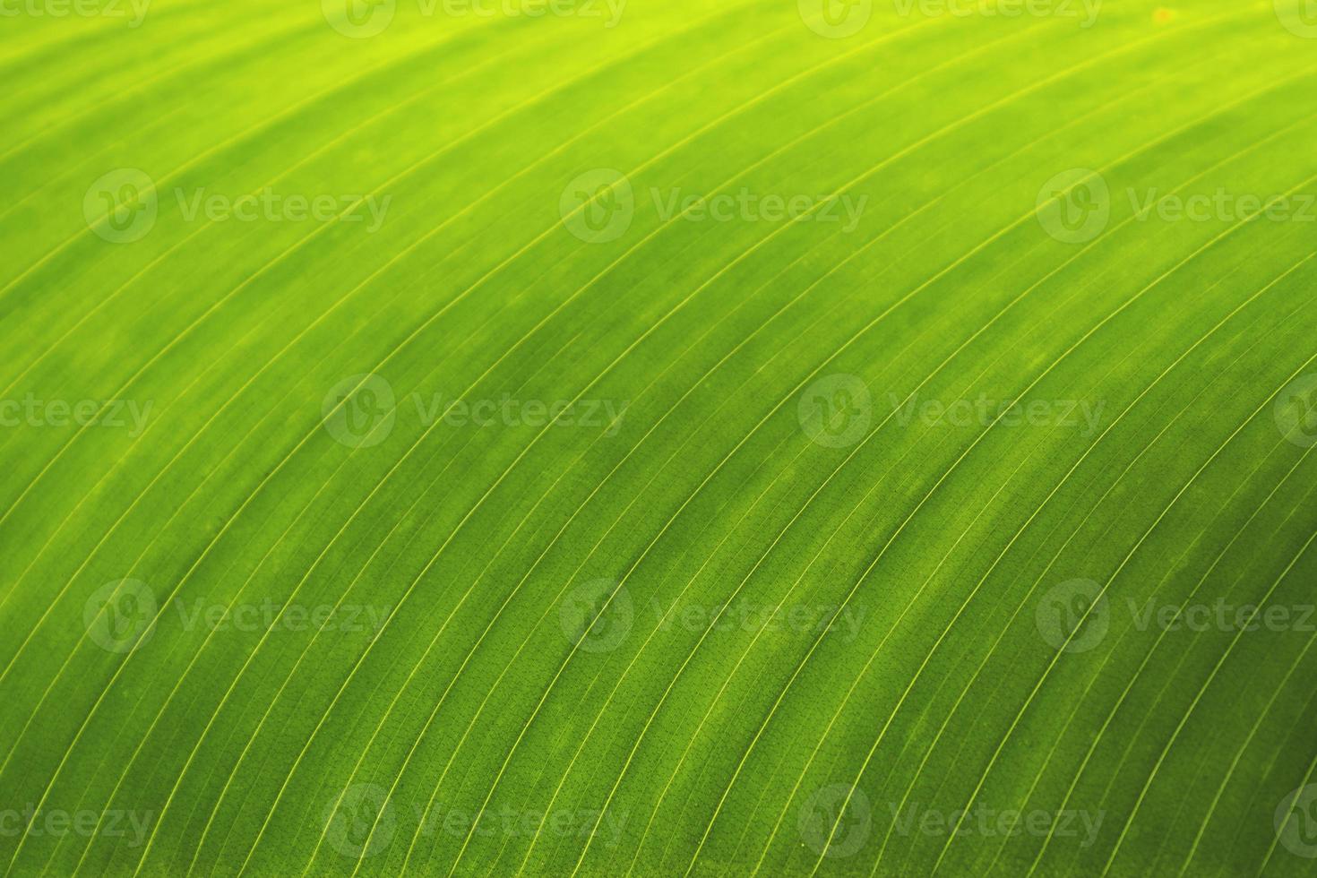 banana leaf background photo