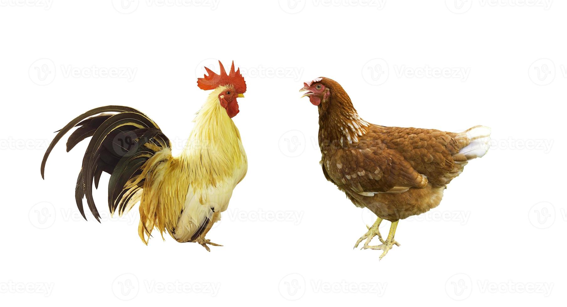 a rooster and a hen isolated on white background photo