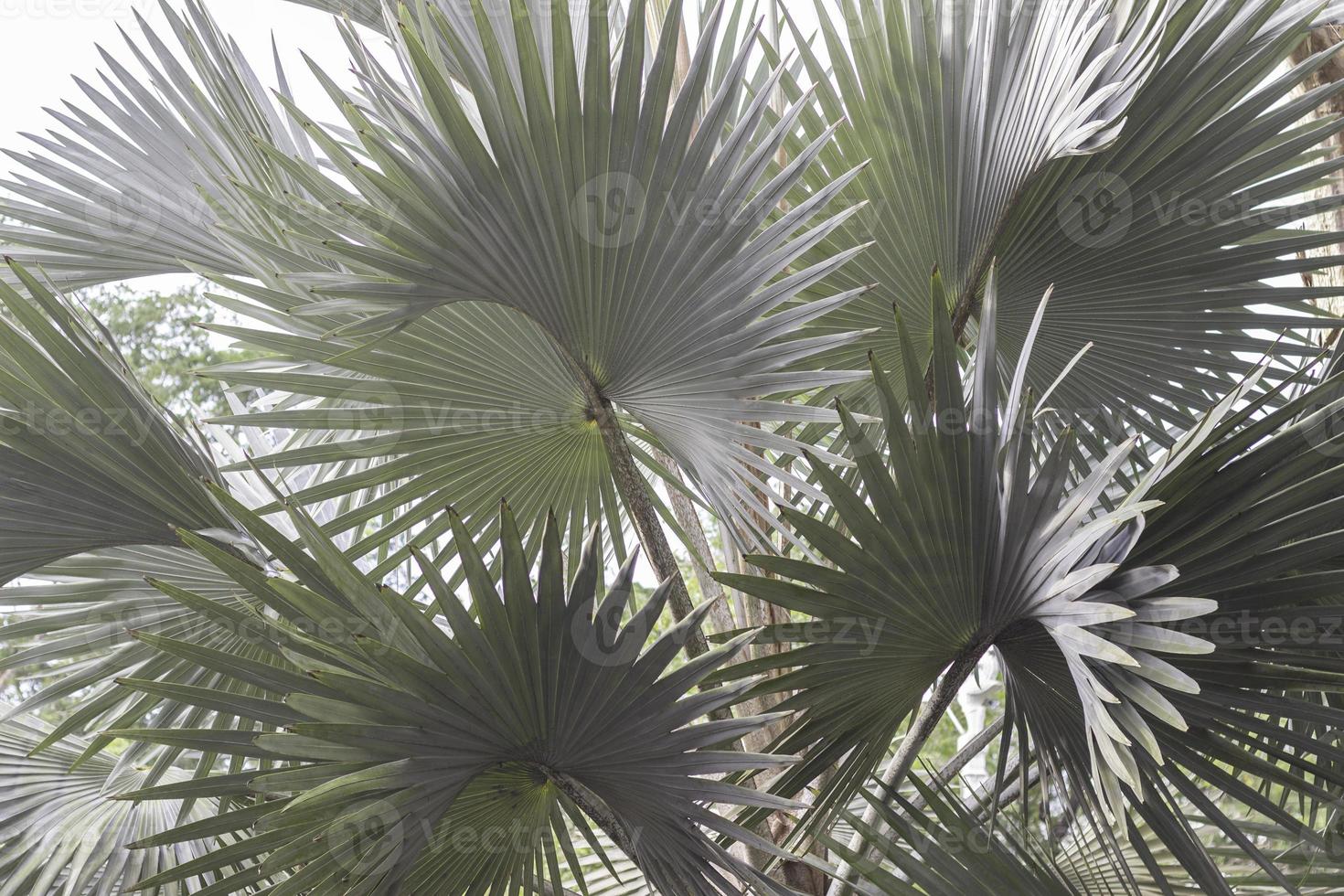close up palm tree photo