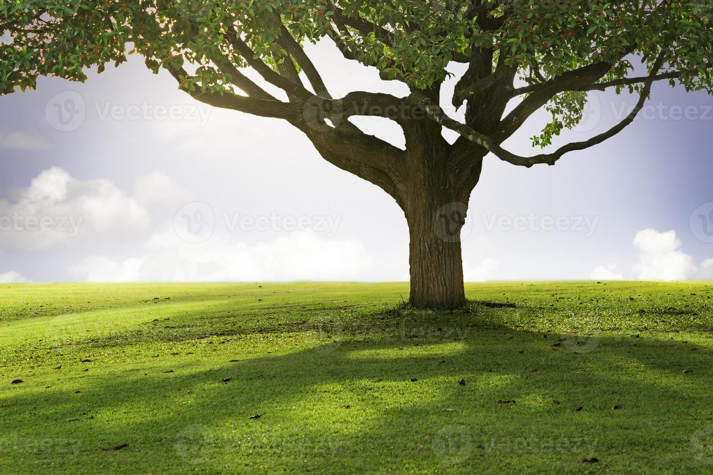 Field, close up tree and blue sky photo