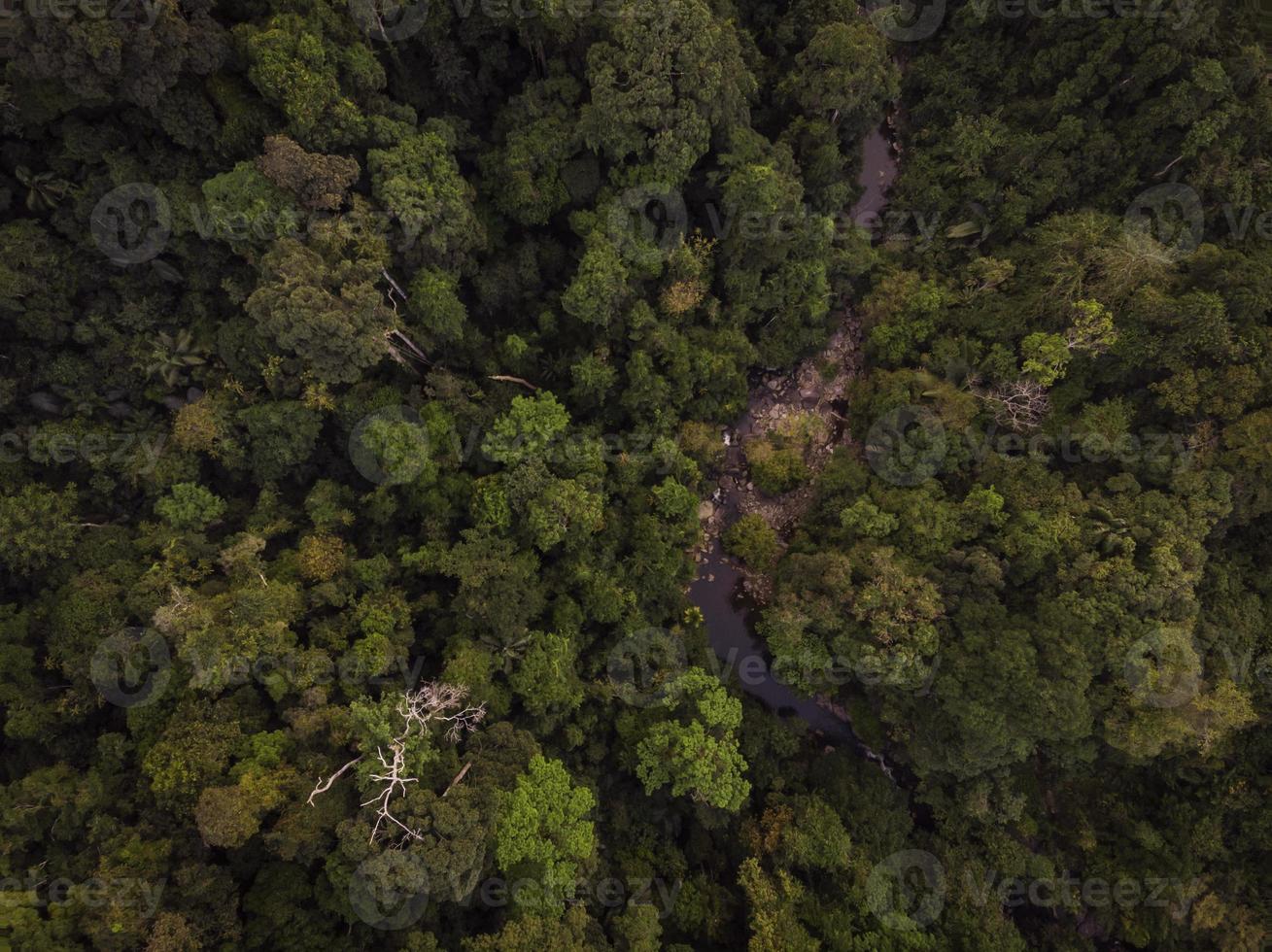 rainforest aerial view photo