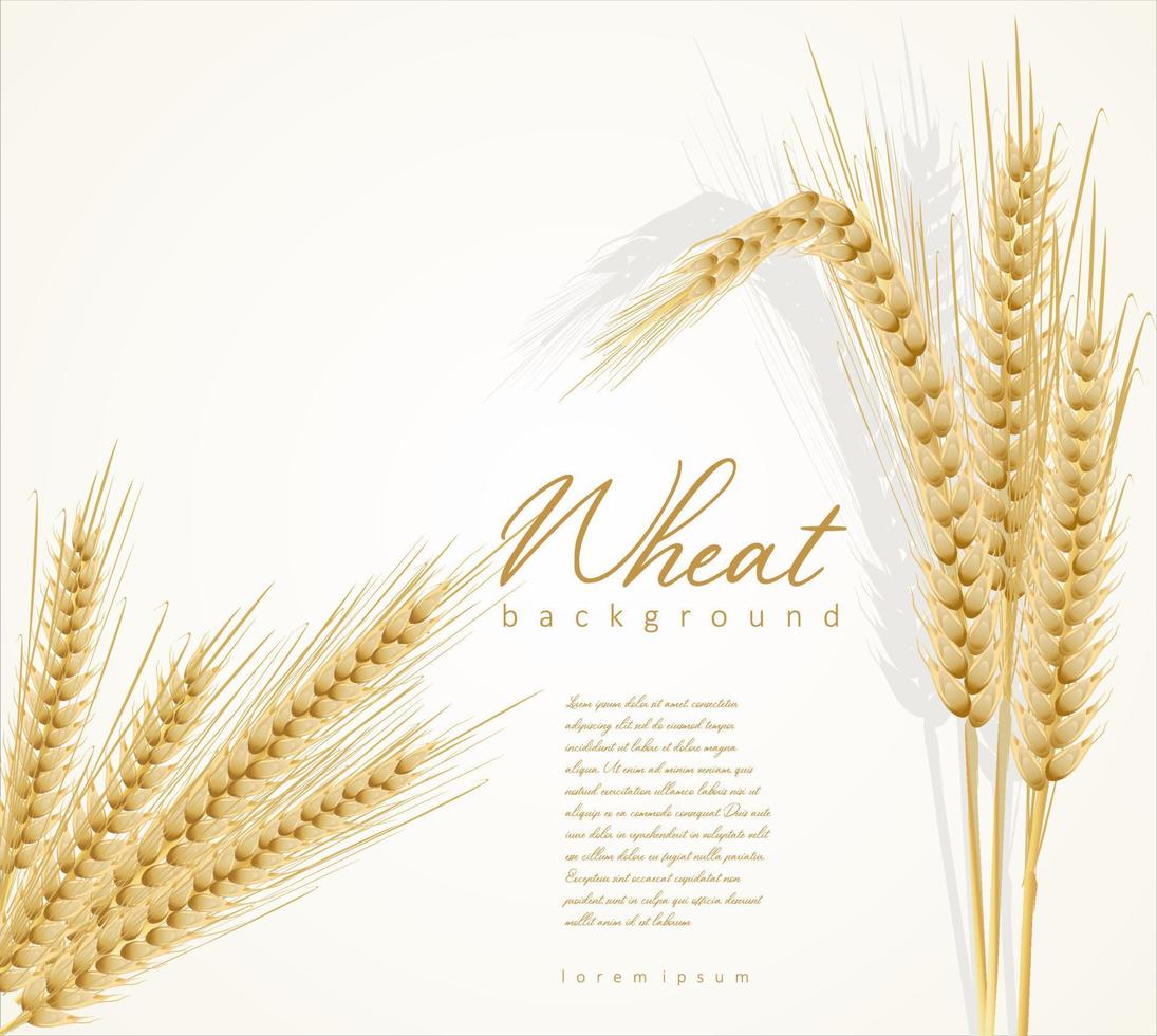 Yellow wheat ears isolated on white background vector