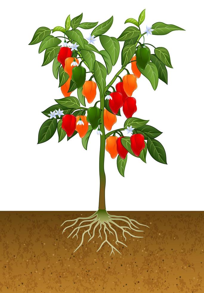 planta de chile habanero vector