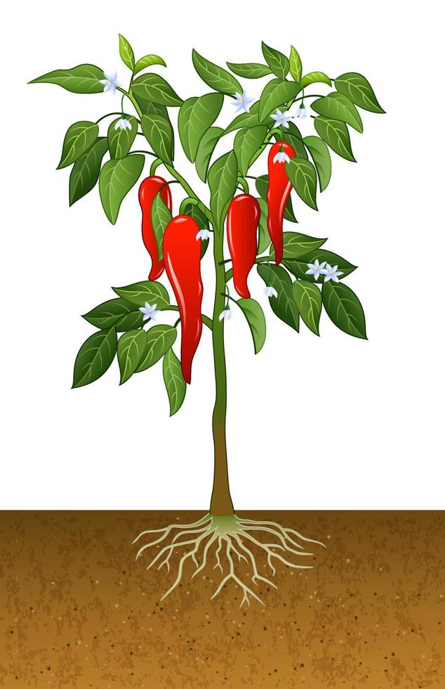 Illustration of chili pepper plant 10228088 Vector Art at Vecteezy