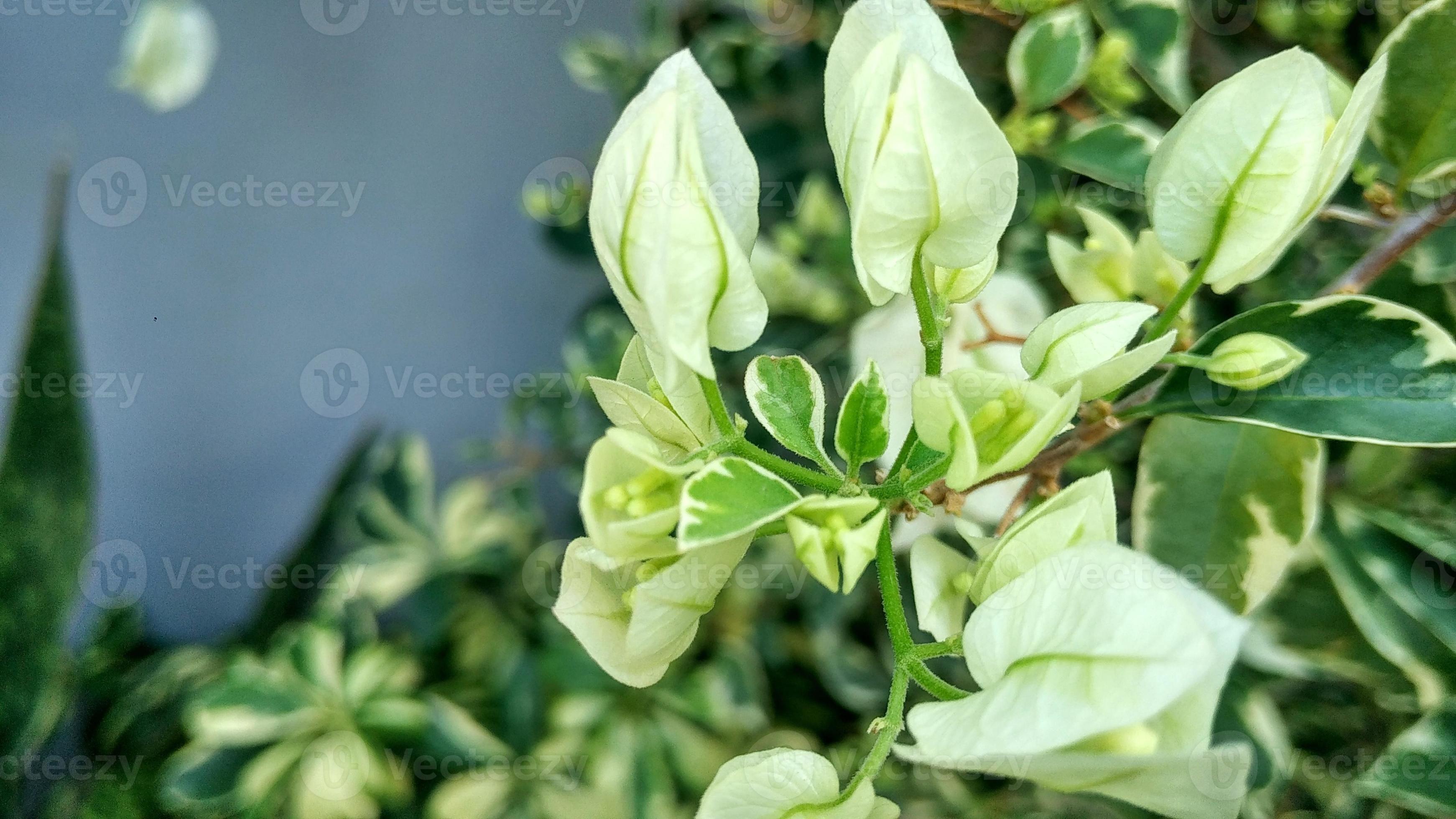 White flower Bougainvillea best for your background nature theme