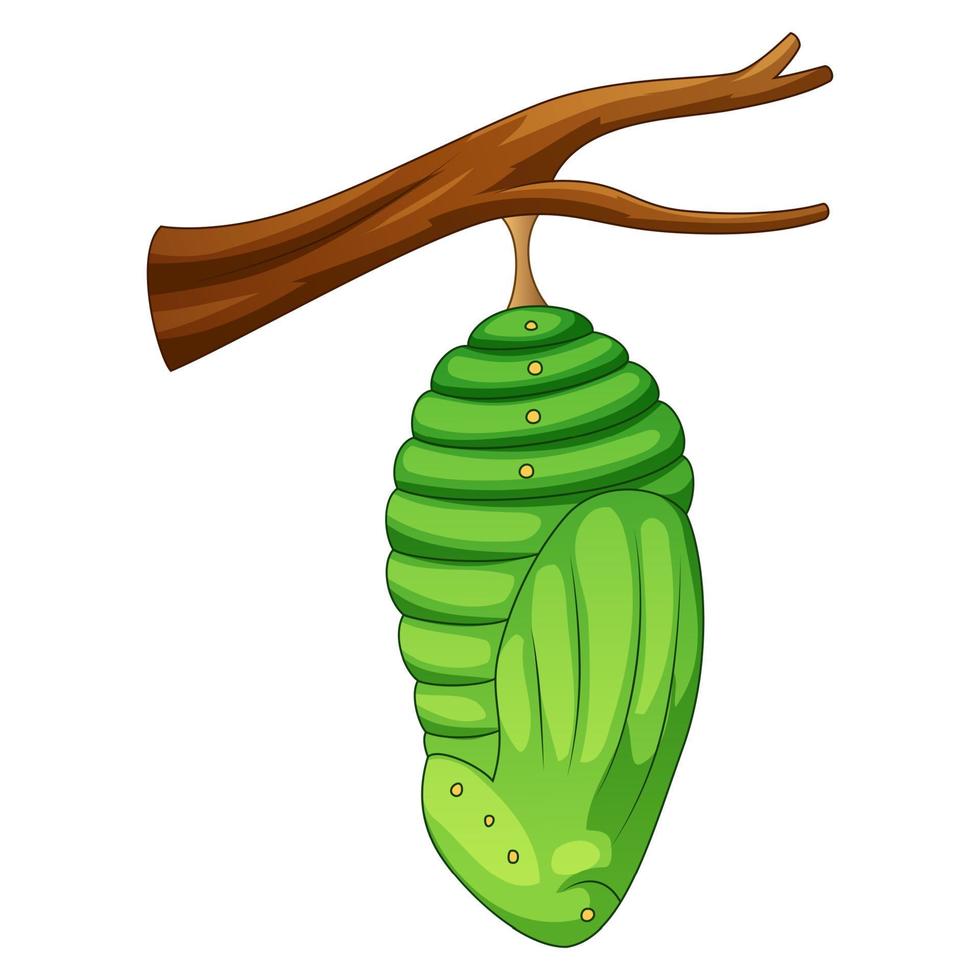 caricatura, pupa, de, el, mariposa vector