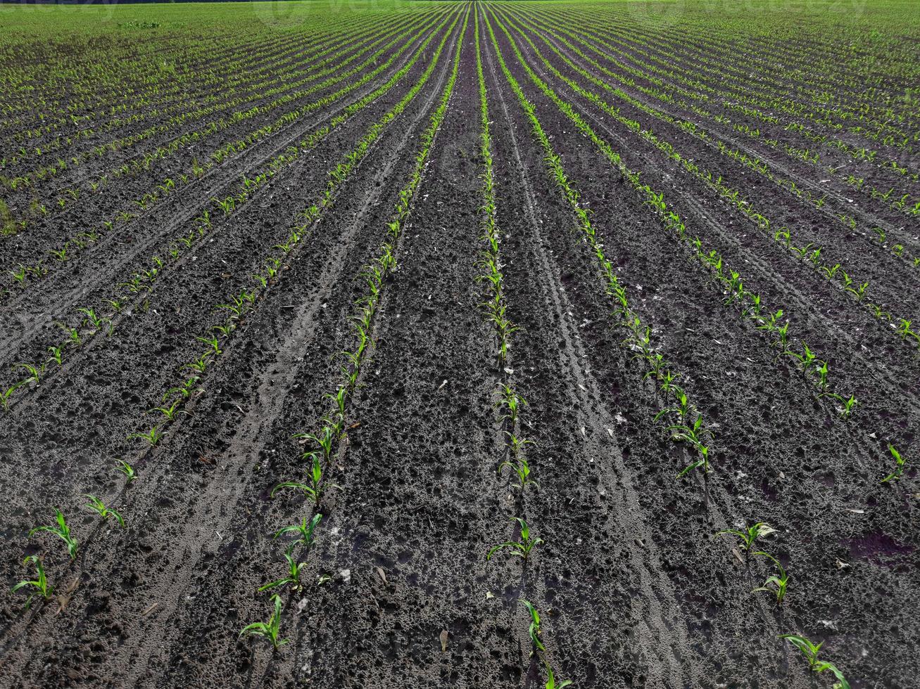 The growth and development of corn plants. photo