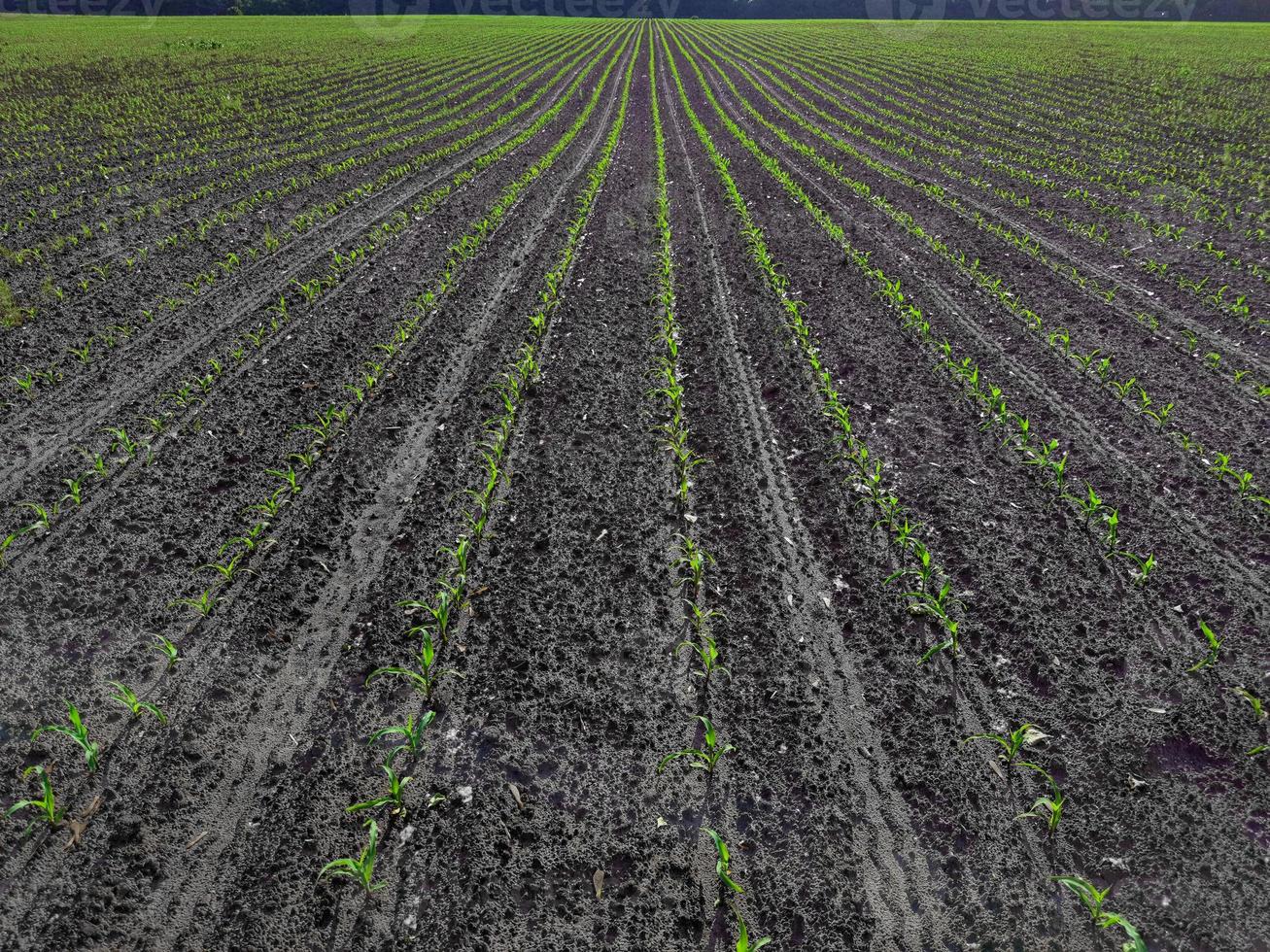 plántulas de maíz en la temporada cuando llueve. los agricultores han plantado. foto