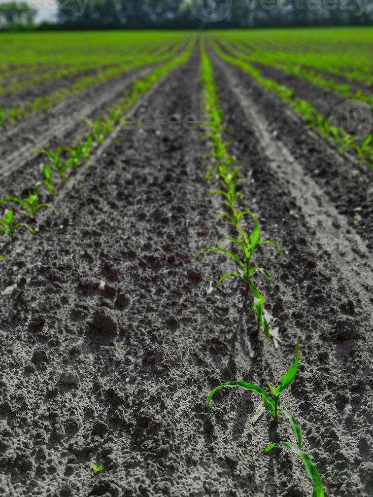 Seedling corn in the season when it rains. Farmers have planted. photo