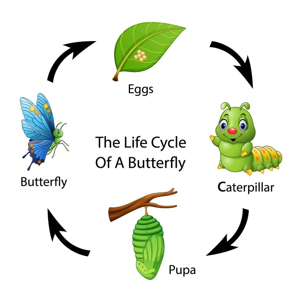 The life cycle of a butterfly vector