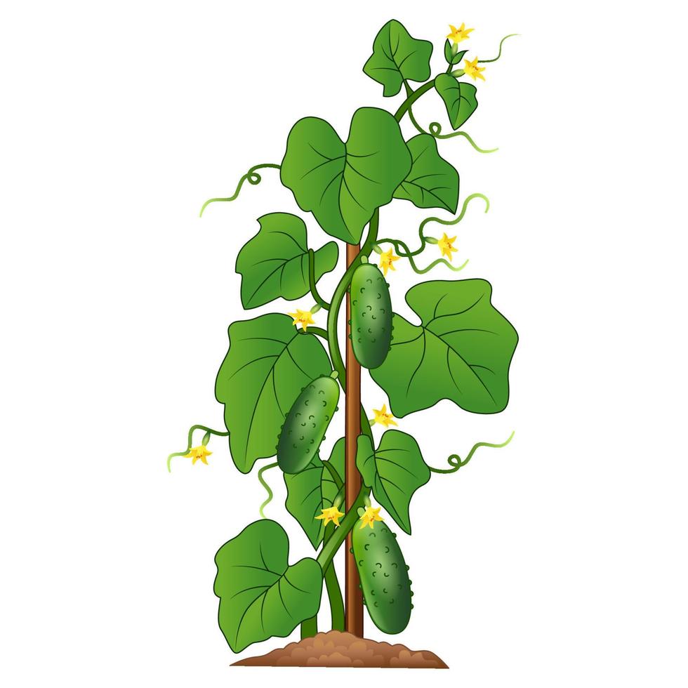 Green cucumber plant vector