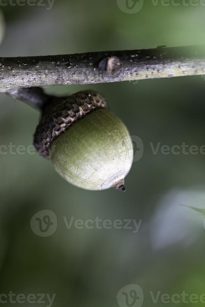 bellotas en arbol foto