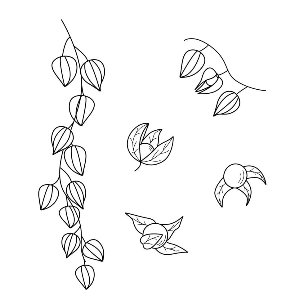 physalis flores, bayas y hojas de una planta de otoño. ilustración vectorial de contorno sobre un fondo blanco vector