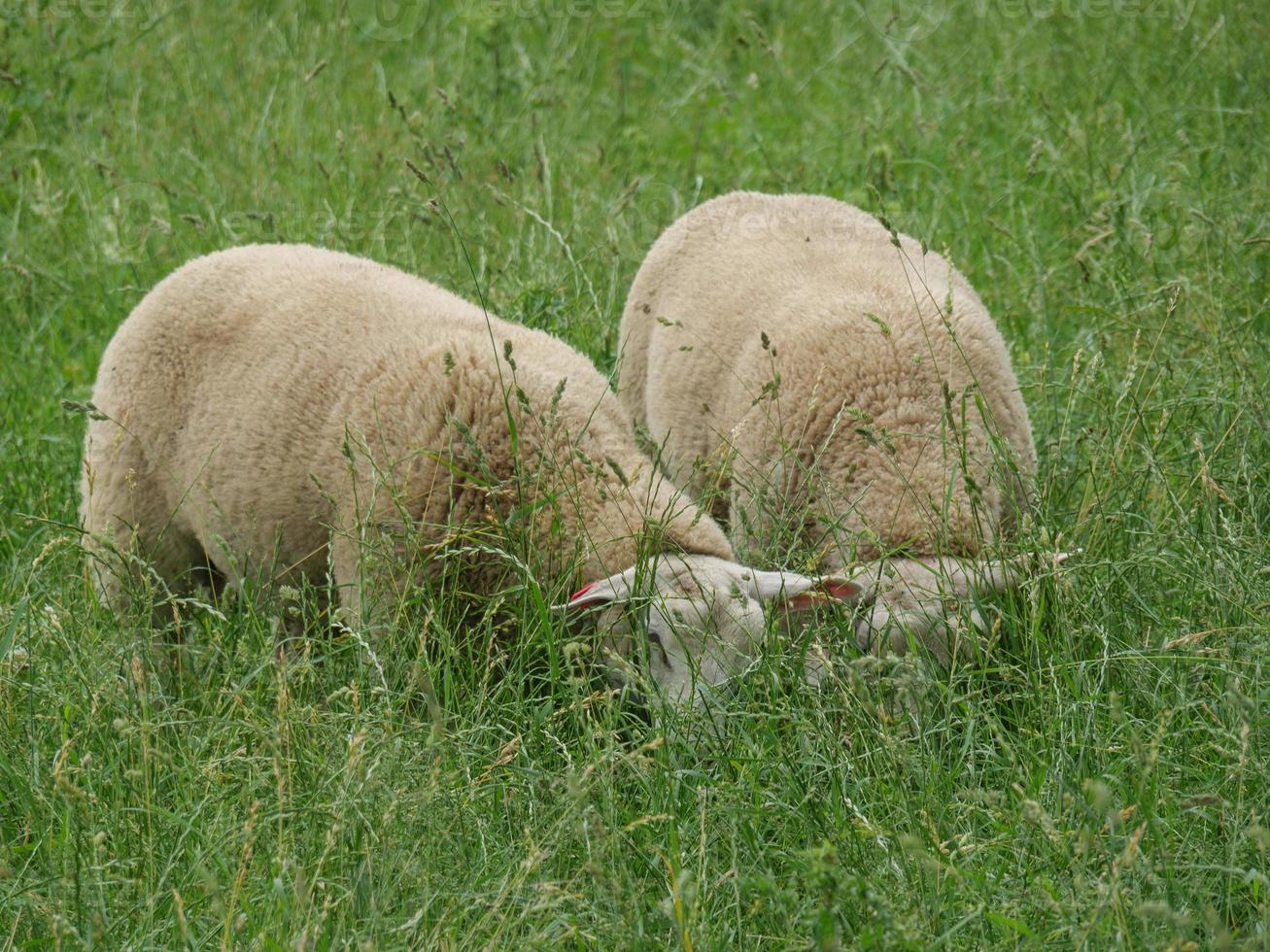 sheeps on a meadow in germany photo