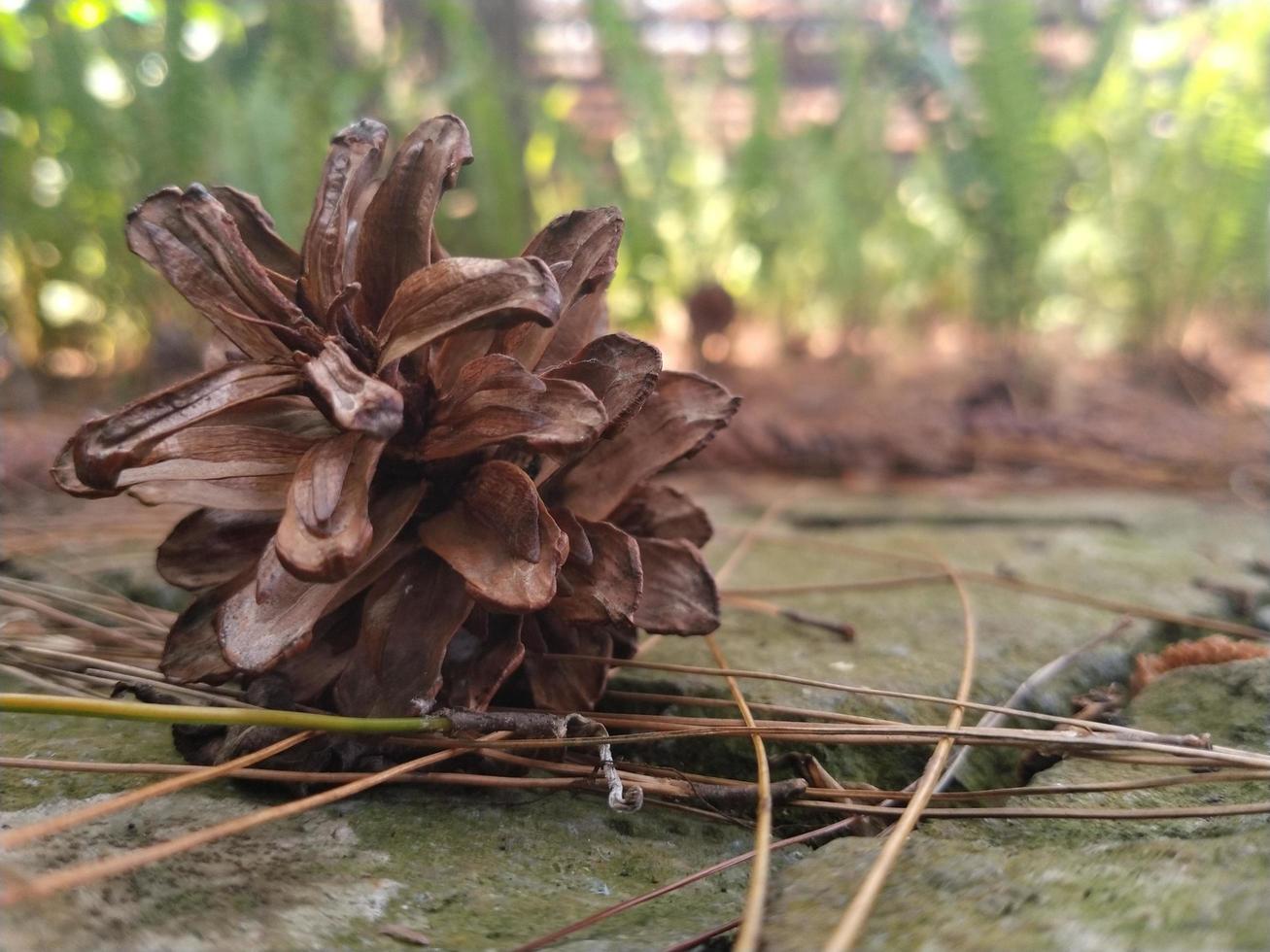 dried pine cones on the ground photo