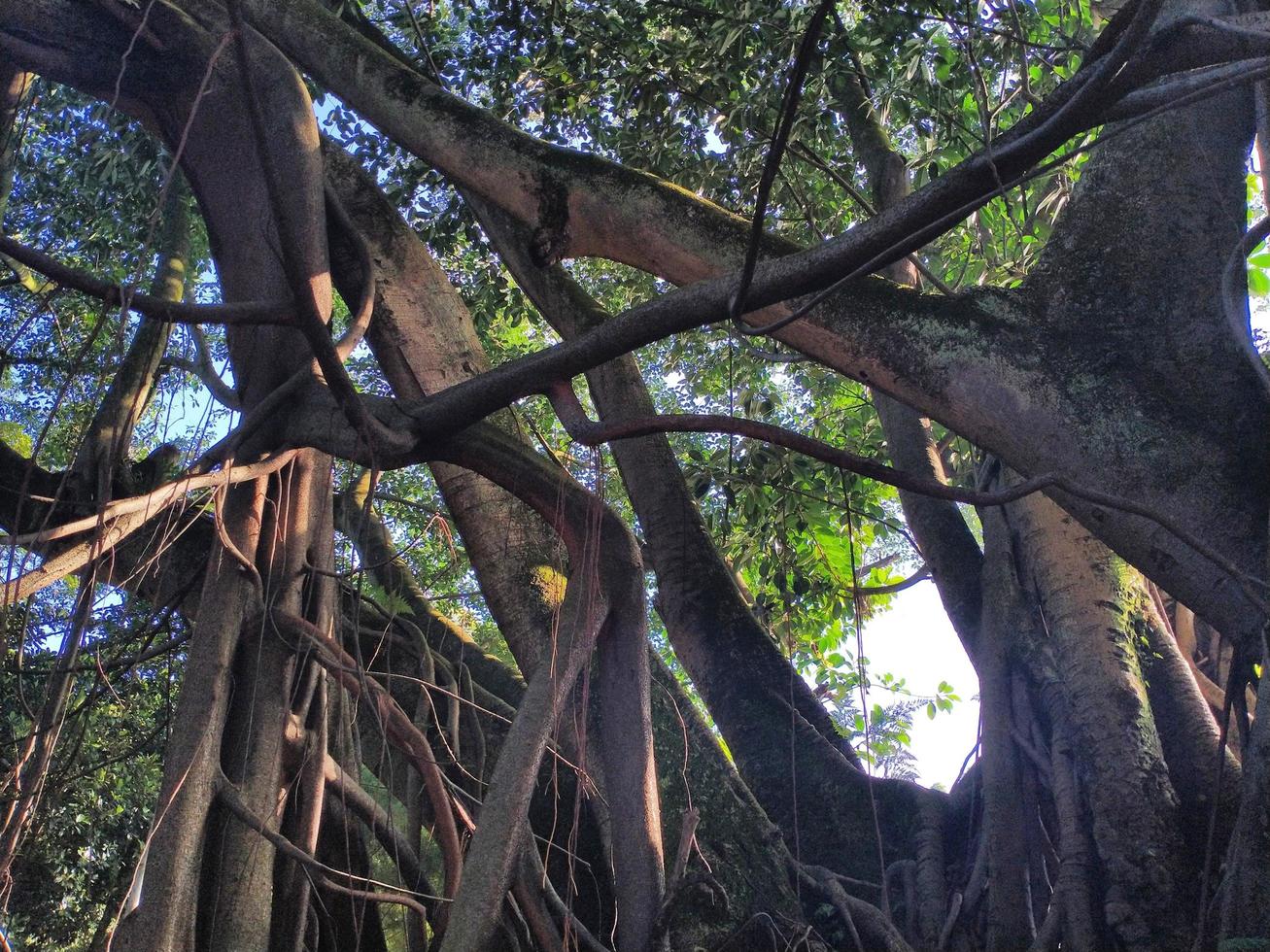 big tree roots and branches photo