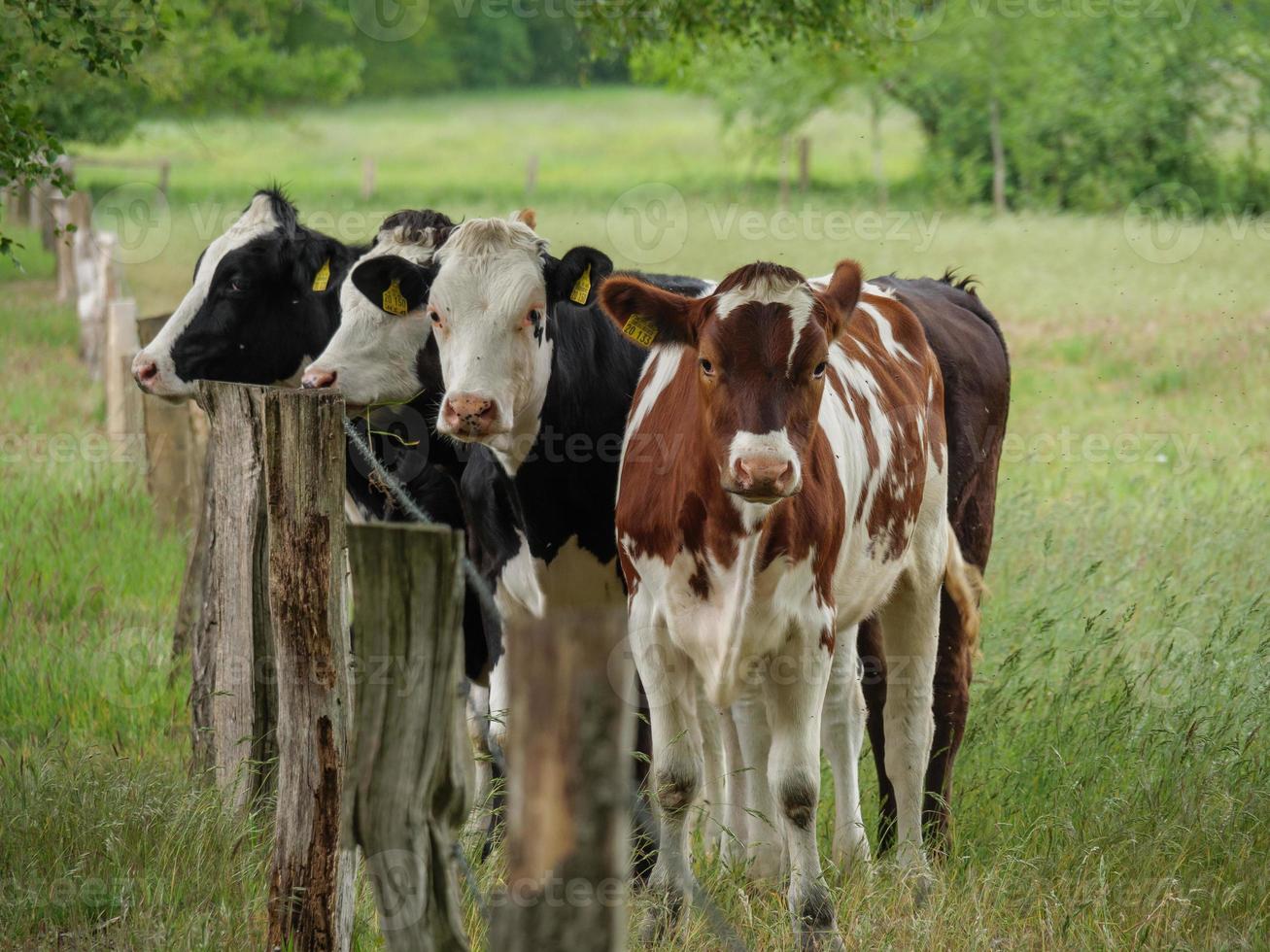 cows in westphalia photo