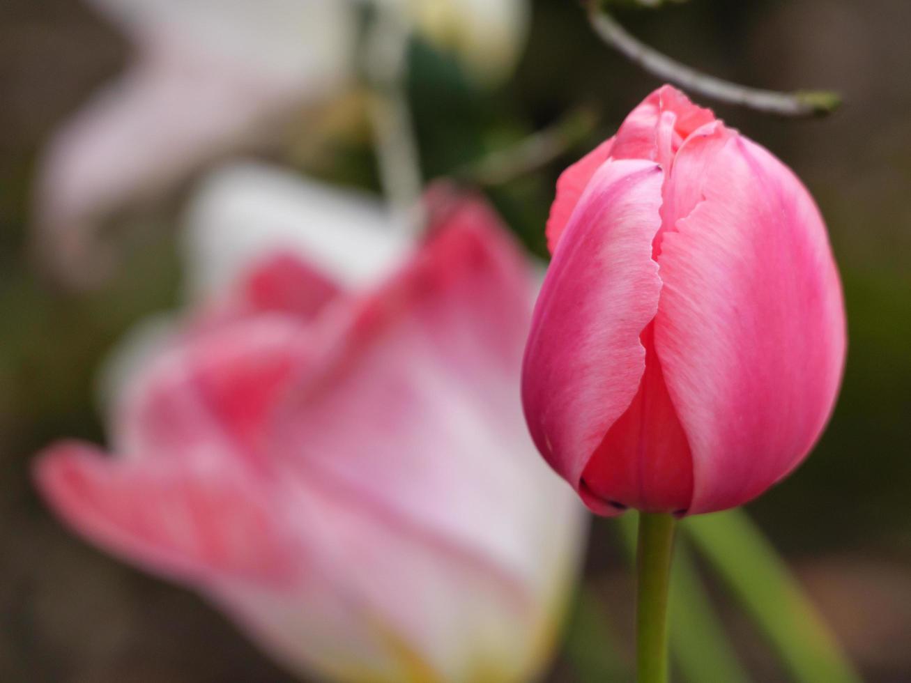 Spring flowers in germany 10230145 Stock Photo at Vecteezy