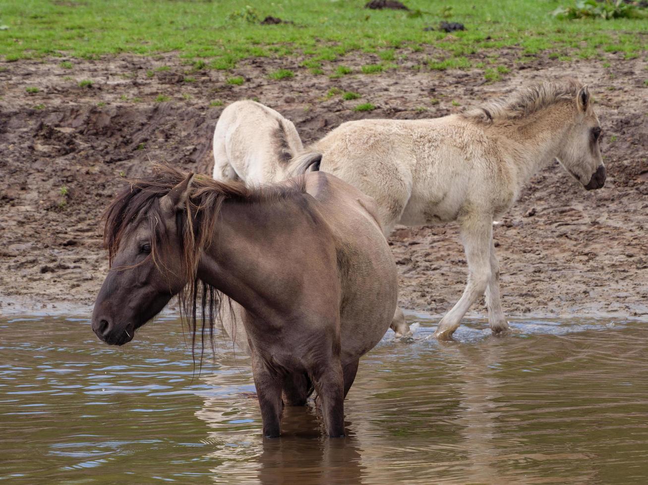 wild horses in westphalia photo