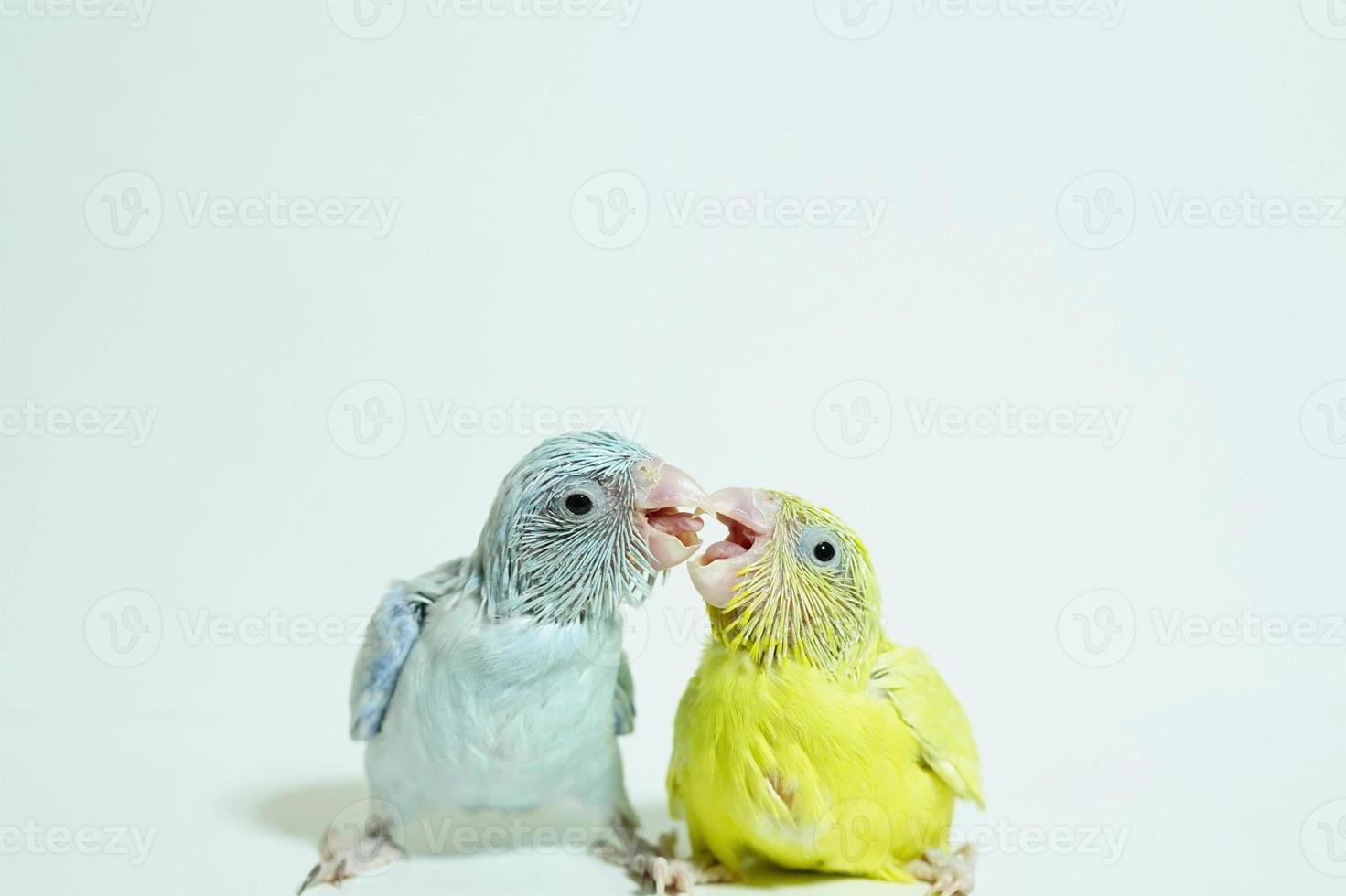 Forpus 2 baby bird newborn American yellow and white color sibling pets feeding each other standing on white background, the domestic animal is the smallest parrot in the world. photo