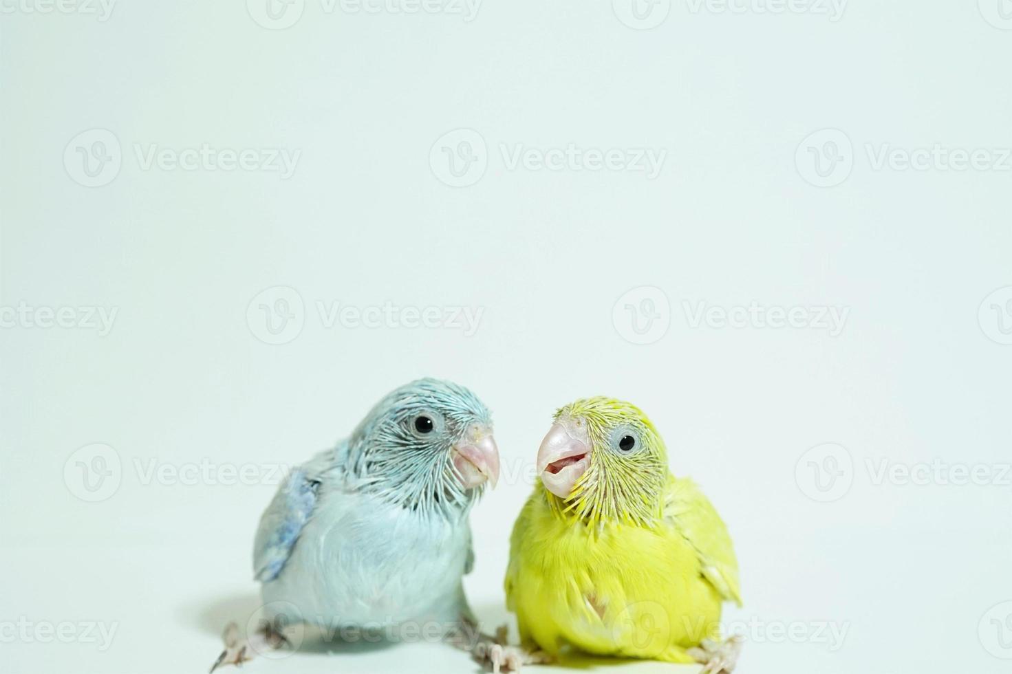 Forpus 2 baby bird newborn American yellow and white color sibling pets standing on white background, the domestic animal is the smallest parrot in the world. photo