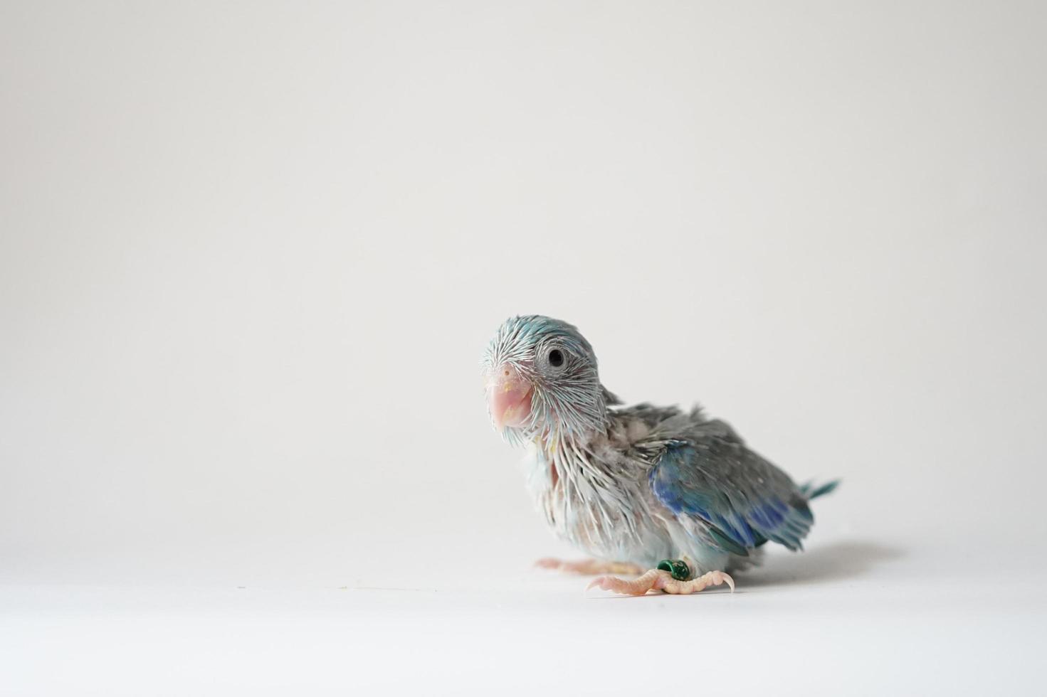 Forpus baby bird newborn Blue pied color 26 day old standing on white background, it is the smallest parrot in the world. photo