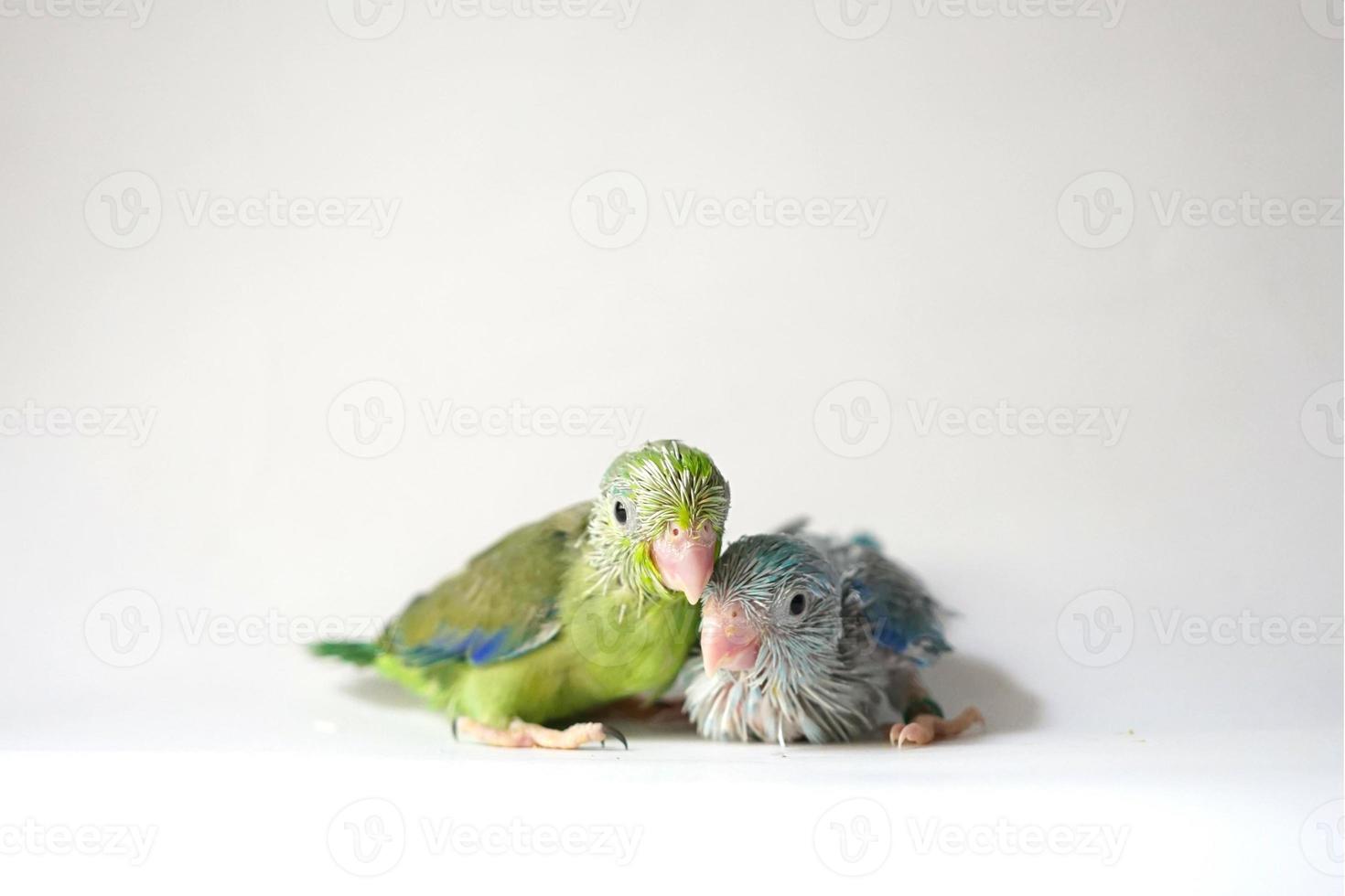 Forpus baby bird newborn green and Blue pied color sibling pets standing on white background, it is the smallest parrot in the world. photo