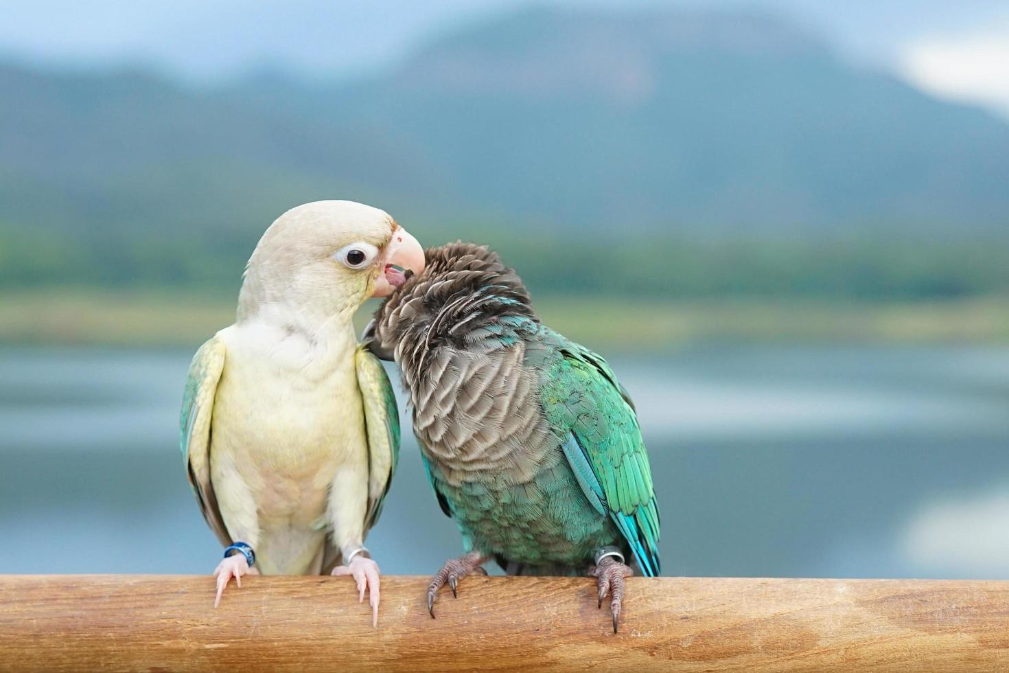 Two green cheek conure couple turquoise and turquoise cinnamon and opaline mutations color on the sky and mountain background, the small parrot of the genus Pyrrhura, has a sharp beak. photo