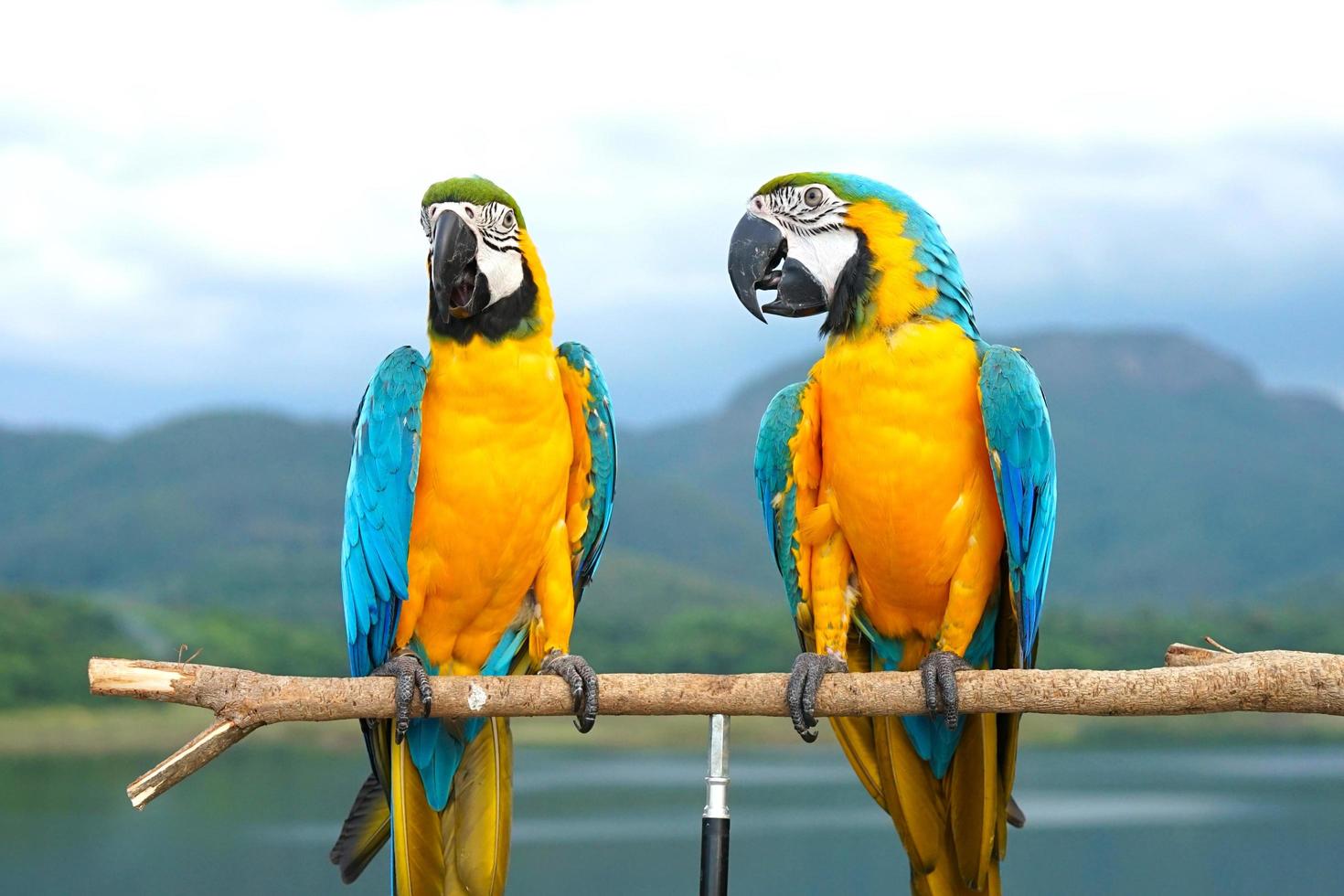 Two Blue and Gold Macaw Ara ararauna is a large South American parrot on wooden perch, natural background, mountains, sky, blur photo