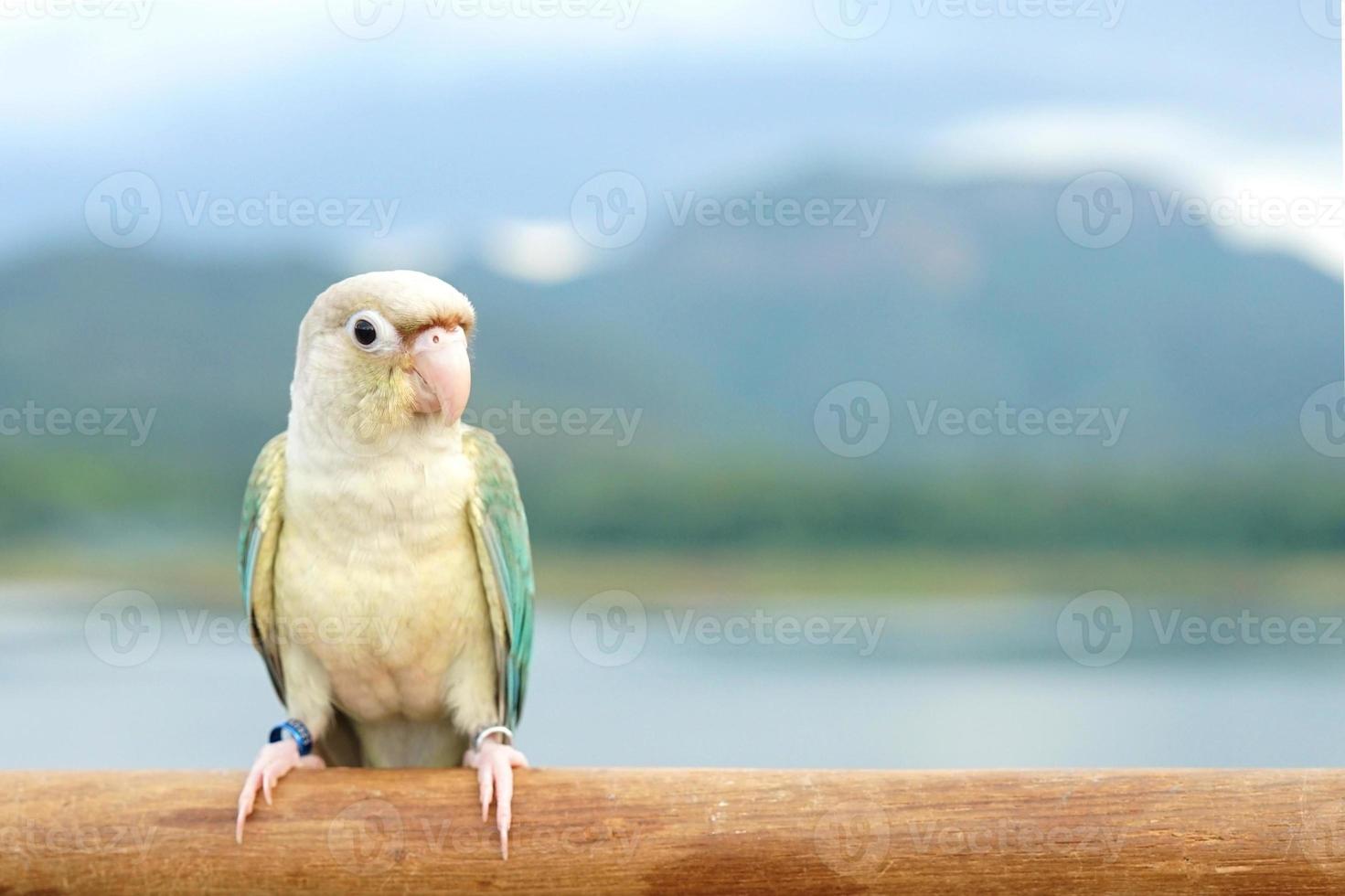 Green cheek conure turquoise pineapple turquoise cinnamon and opaline mutations color on the sky and mountain background, the small parrot of the genus Pyrrhura, has a sharp beak. photo