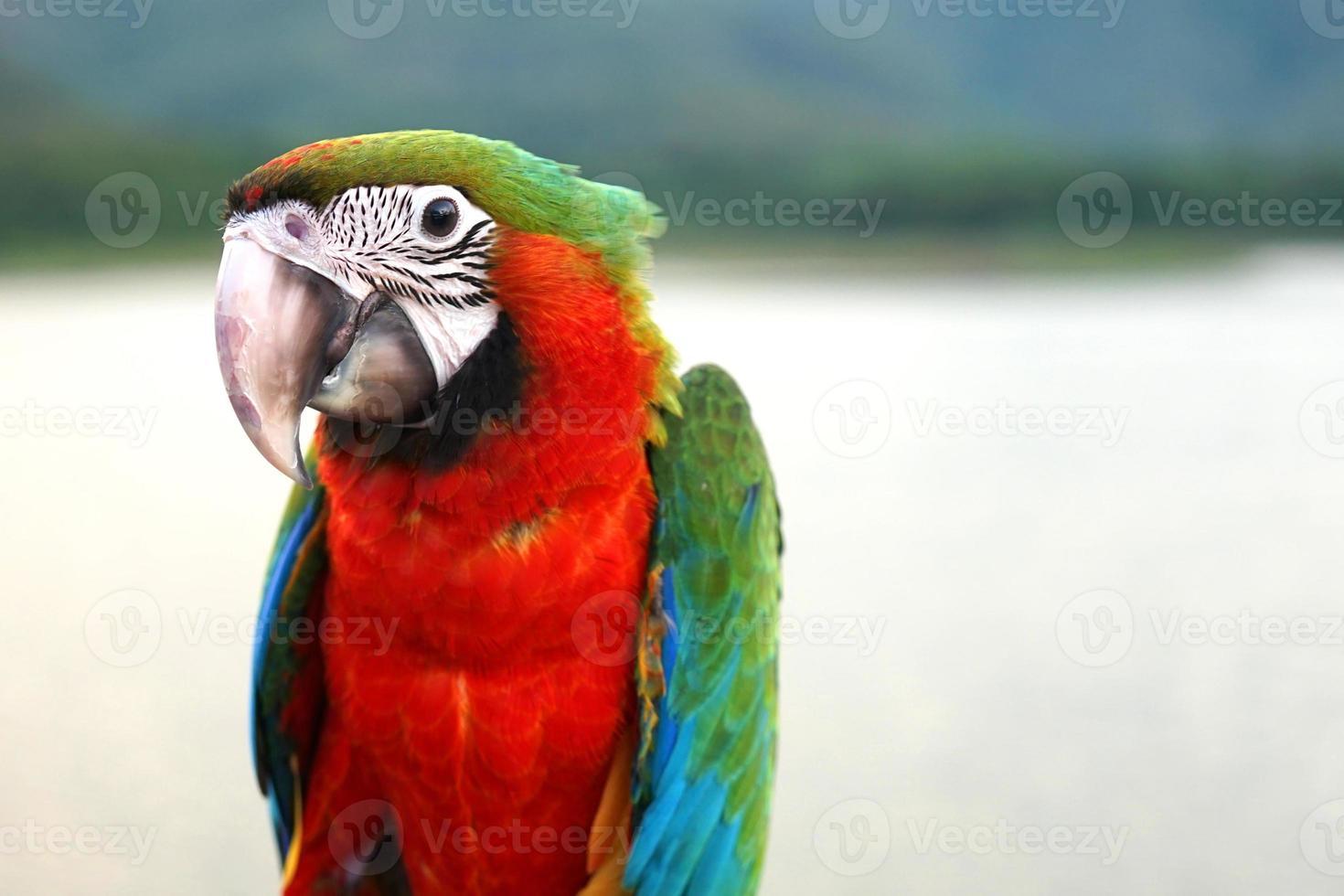 Harlequin macaw is a beautiful hybrid parrot, eyes portrayed as a baby bird. Dark red-breasted stand on blur natural background photo